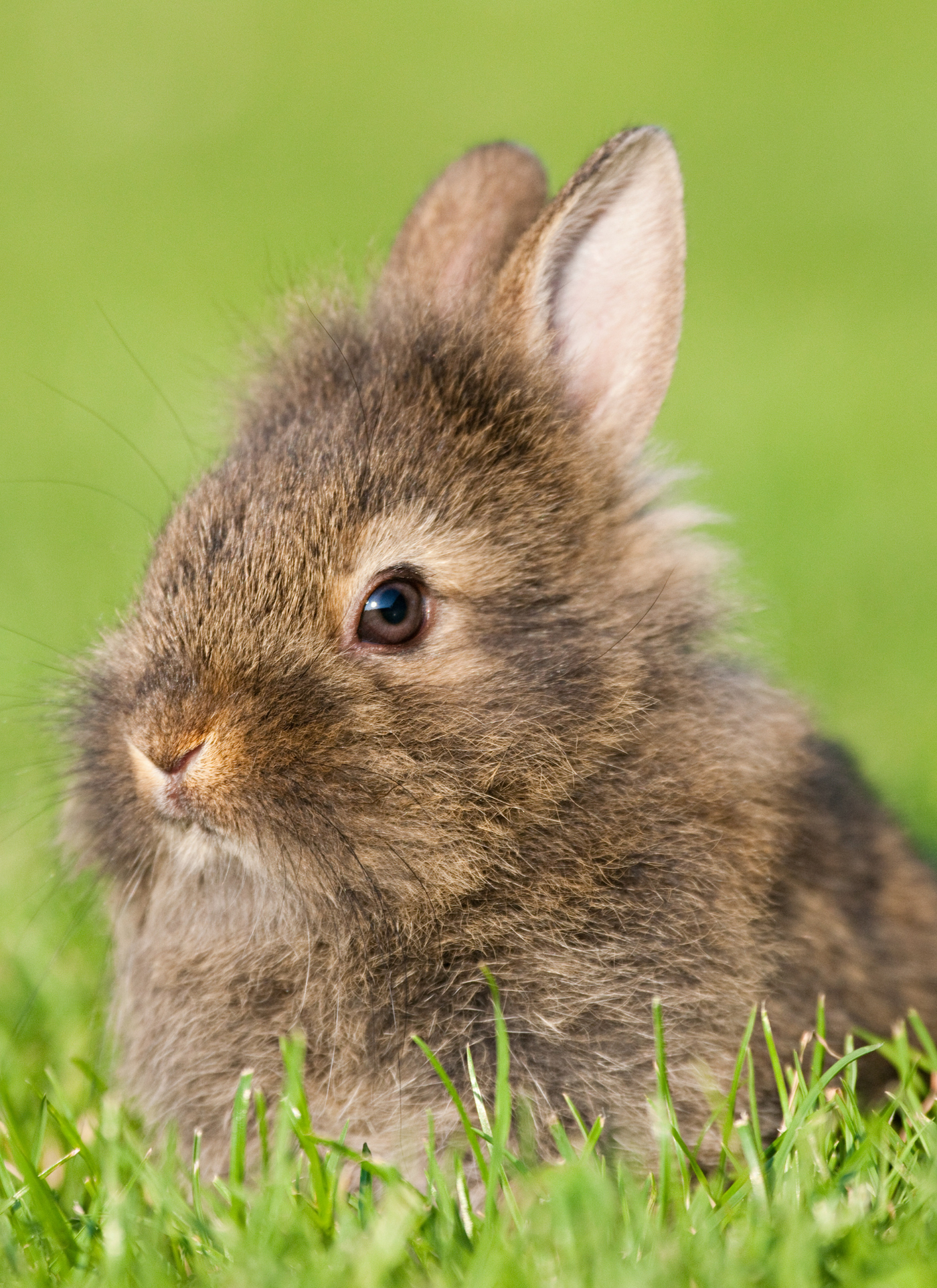 Sunlit Meadow Rabbit – Paint by Numbers Kit