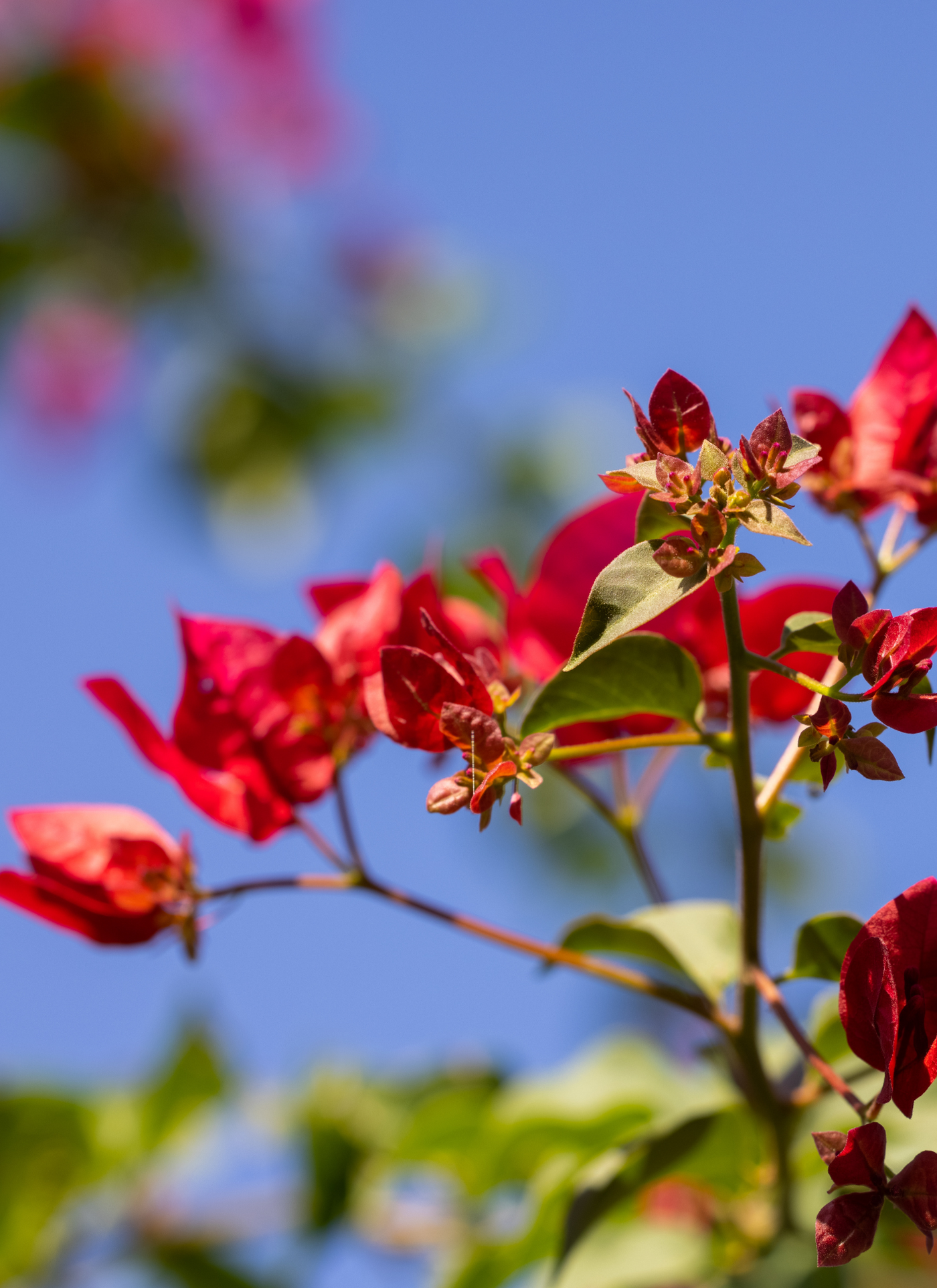 Vibrant Red Bougainvillea Paint by Numbers Kit