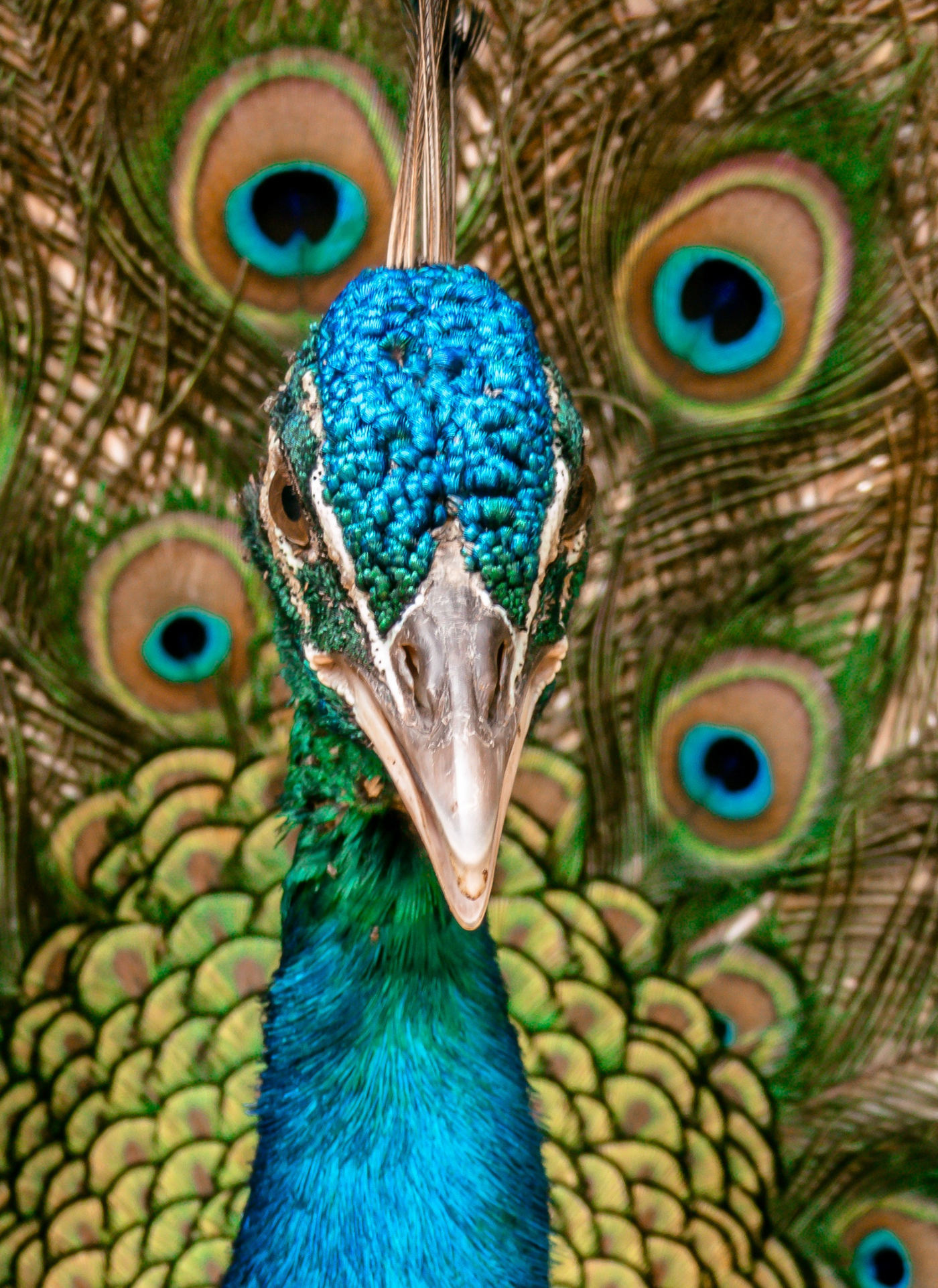 Peacock Elegance – Paint by Numbers