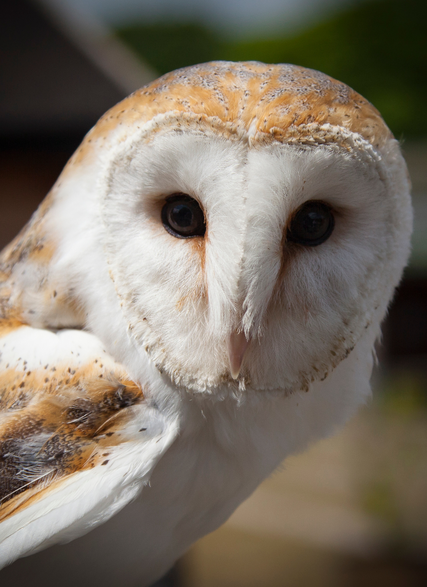 Majestic Barn Owl – Paint by Numbers Kit