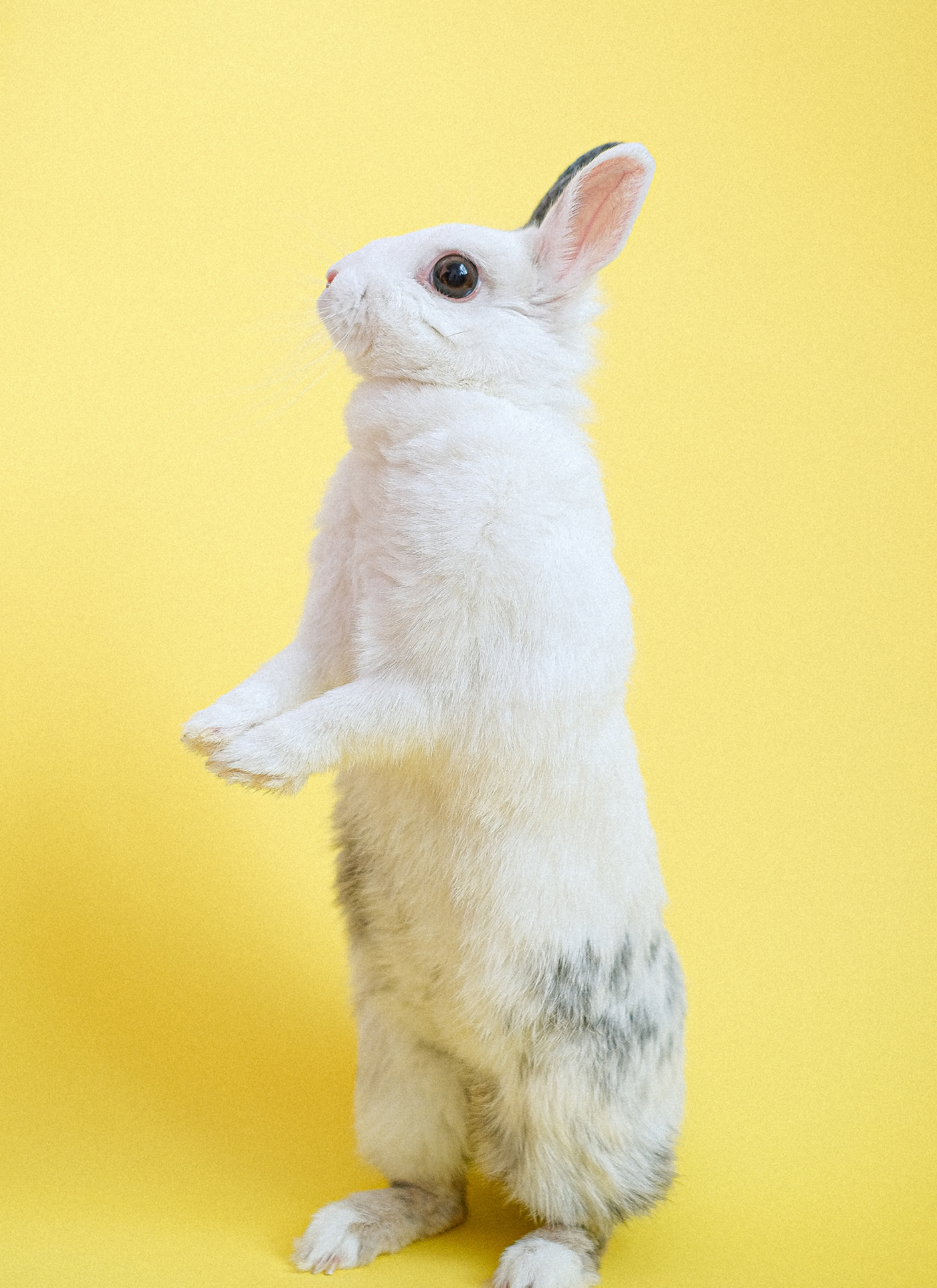 White Rabbit on Stand – Paint by Numbers