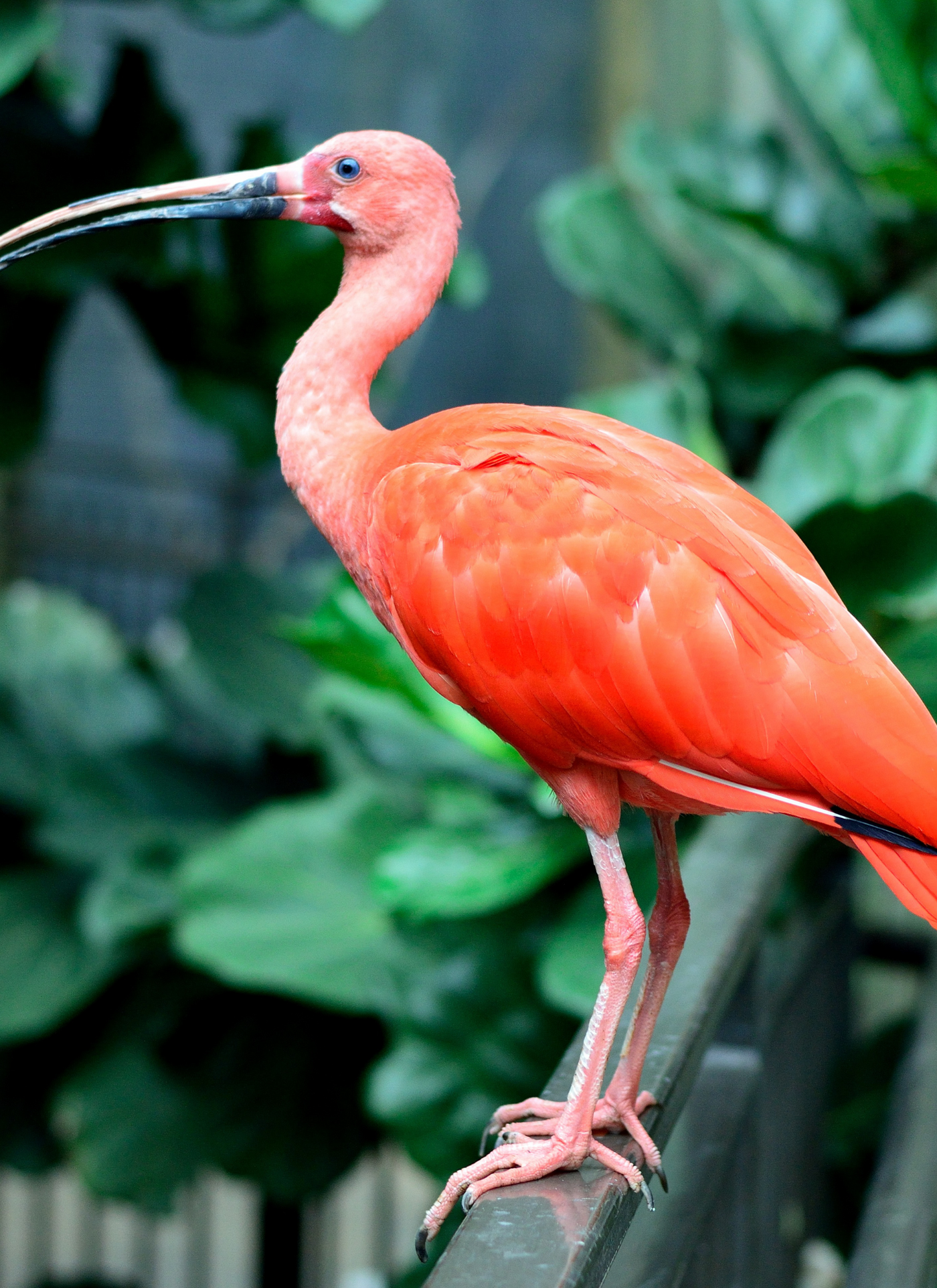Flamingo on Perch – Paint by Numbers