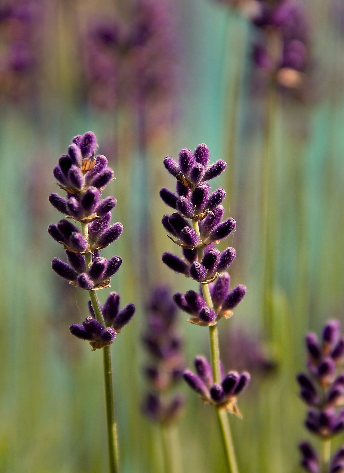 Lavender Serenity - Paint by Numbers