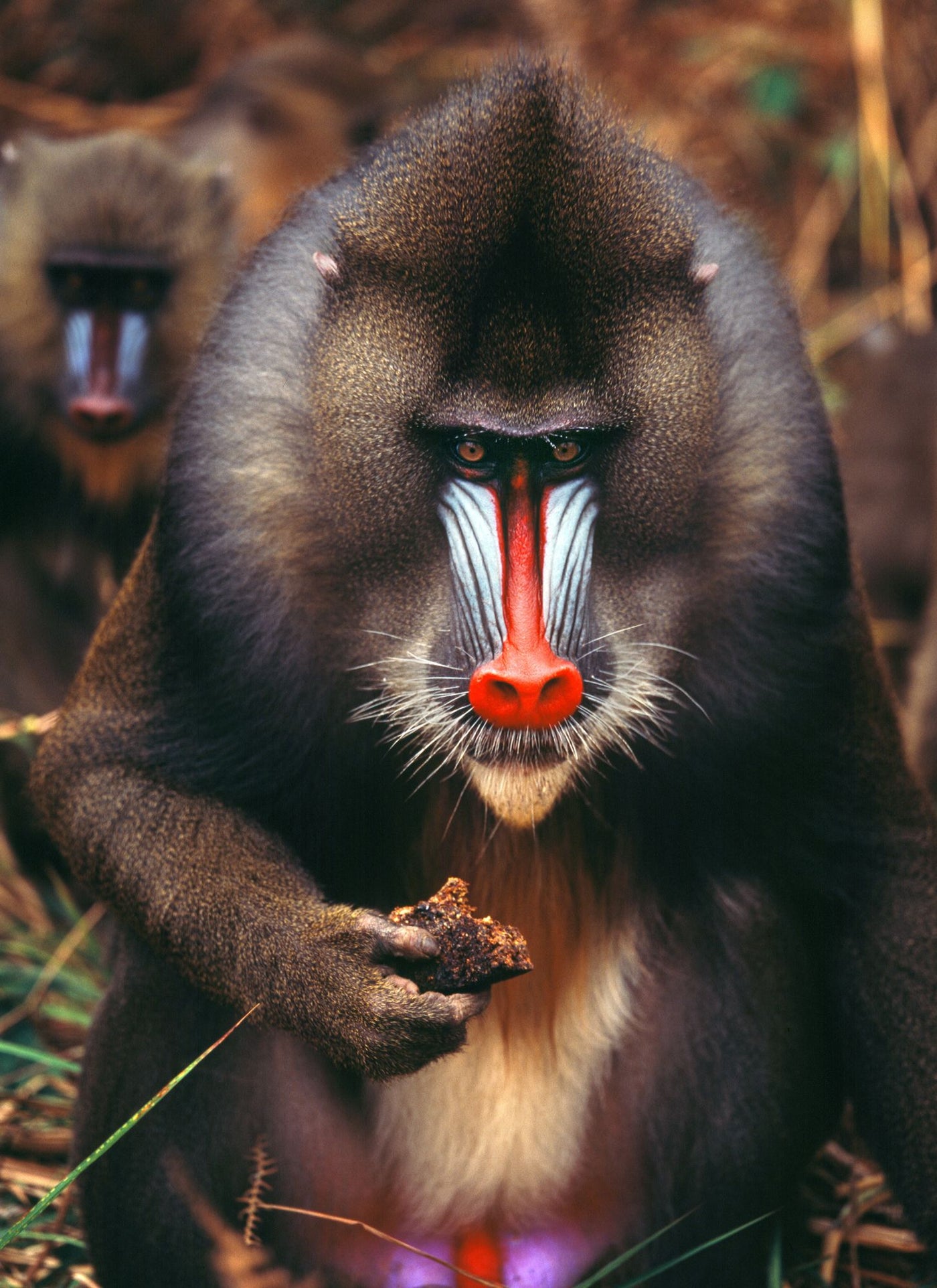 Mandrill Majesty – Paint by Numbers