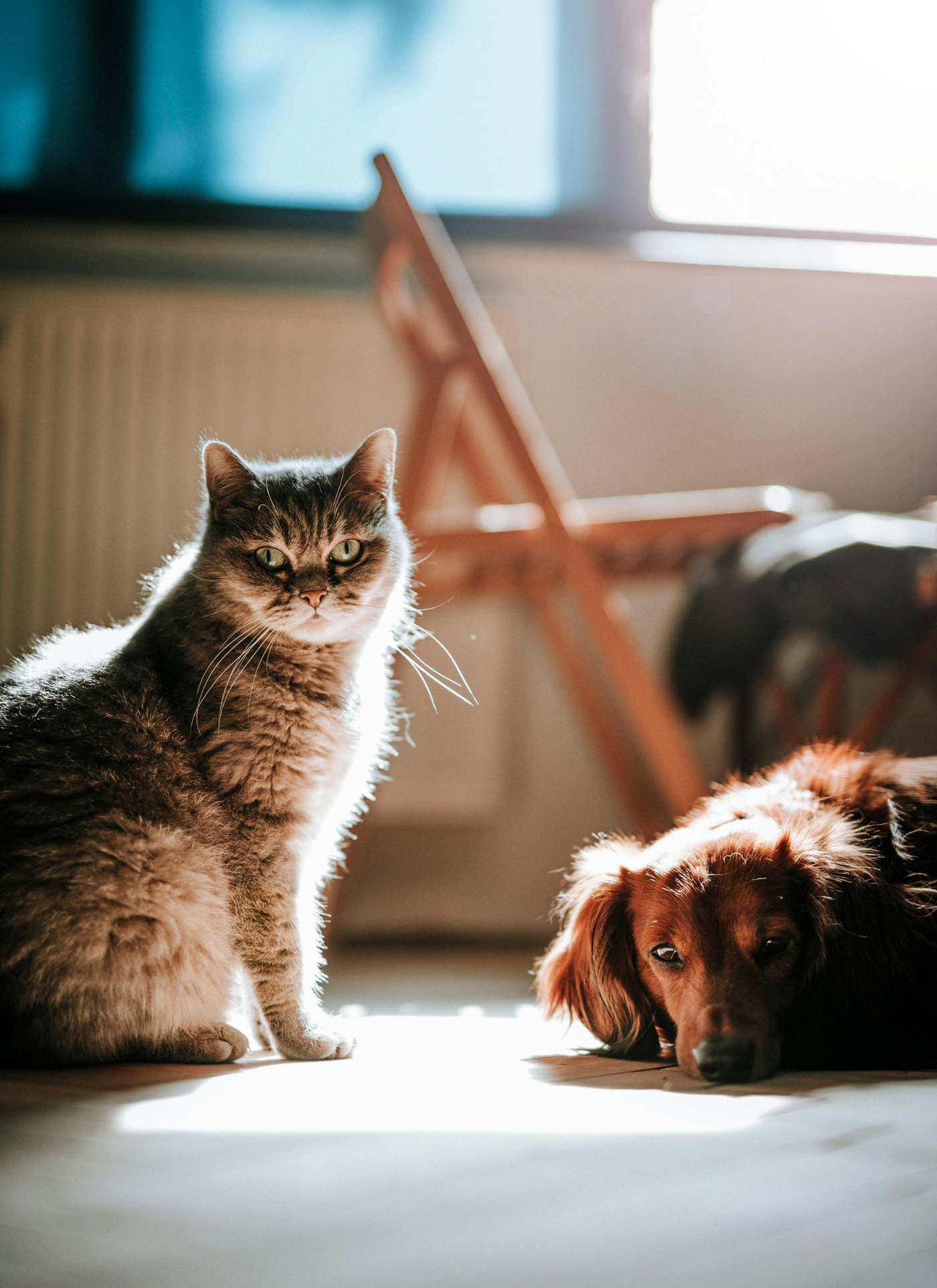 Sunlit Companions – Cat and Dog Serenity
