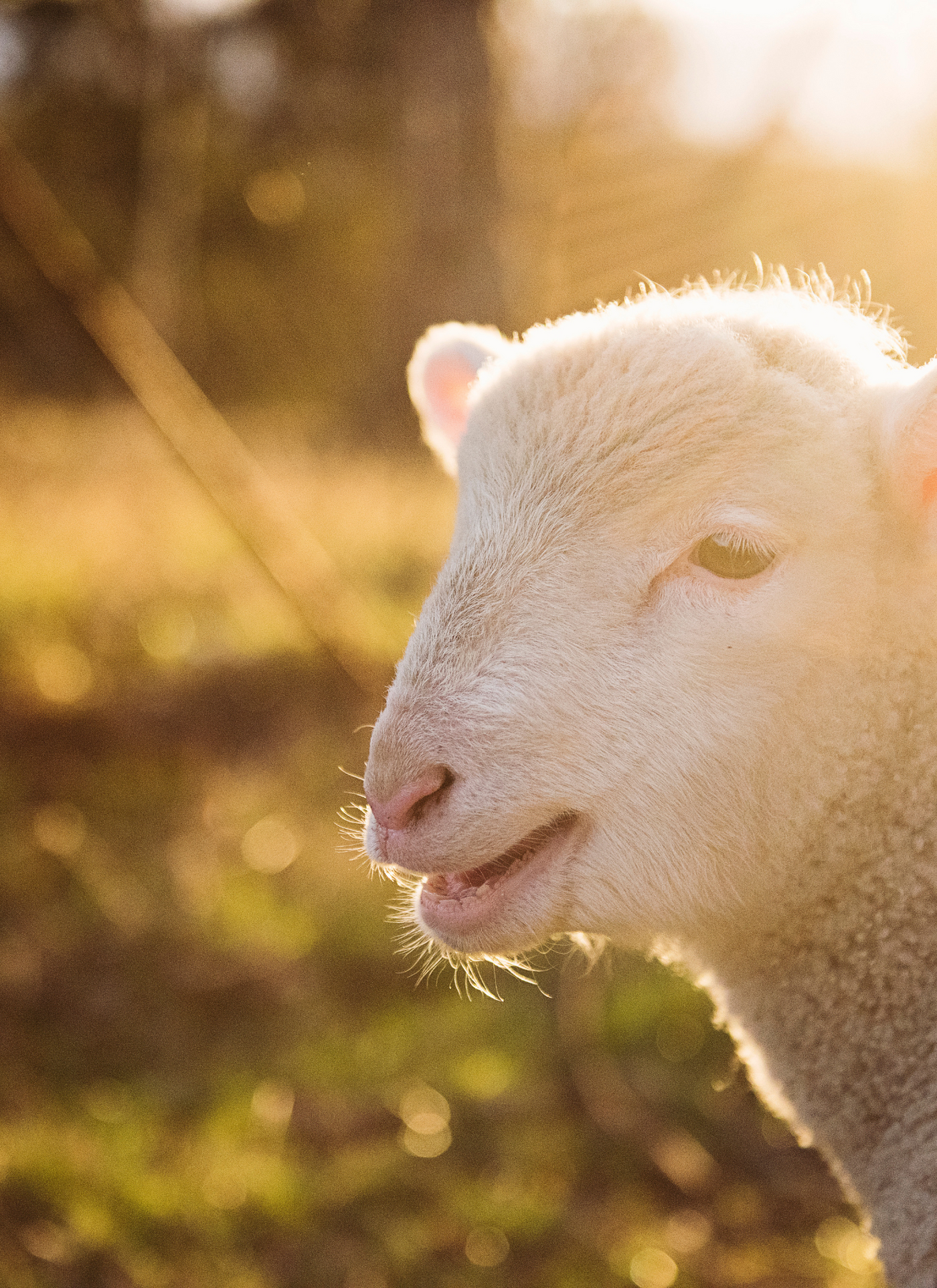 Golden Hour Lamb – Paint by Numbers Kit