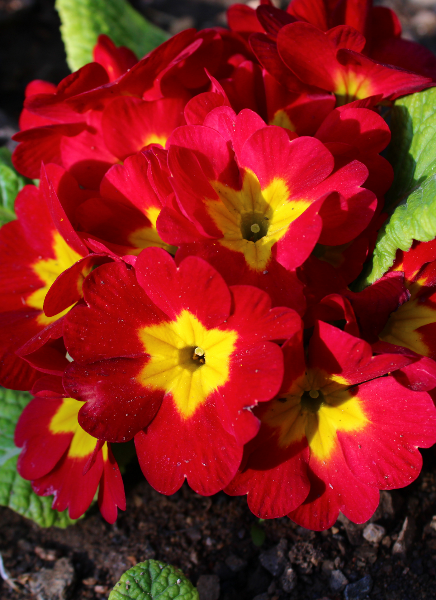 Crimson Primrose Bloom Floral Paint by Numbers Kit