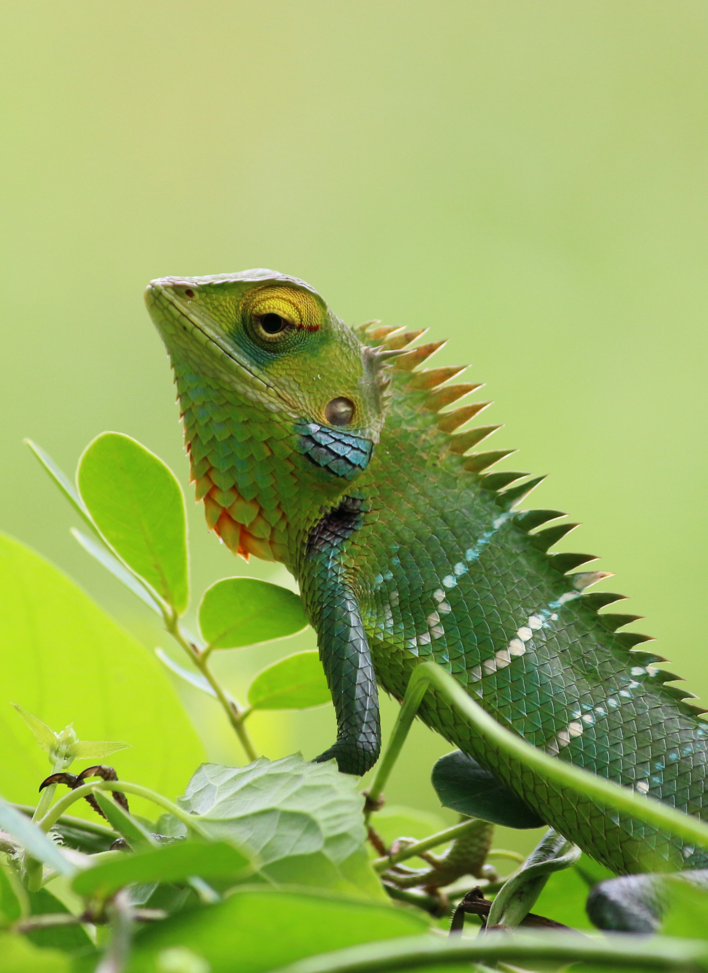 Jungle Guardian Lizard – Paint by Numbers Kit