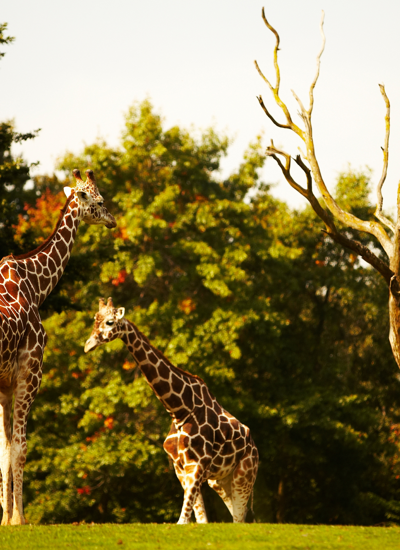 Giraffes at Dusk – Paint by Numbers Kit