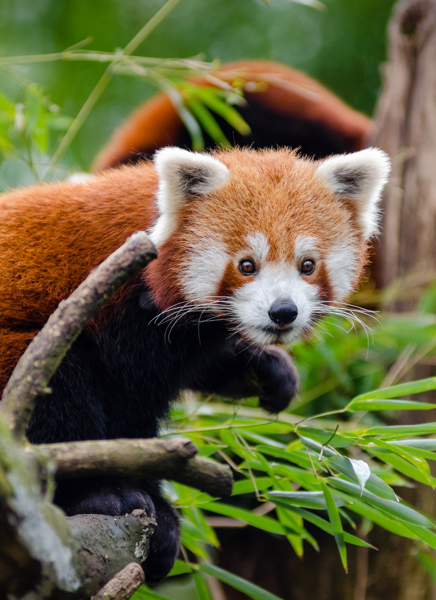 Curious Red Panda - Paint by Numbers