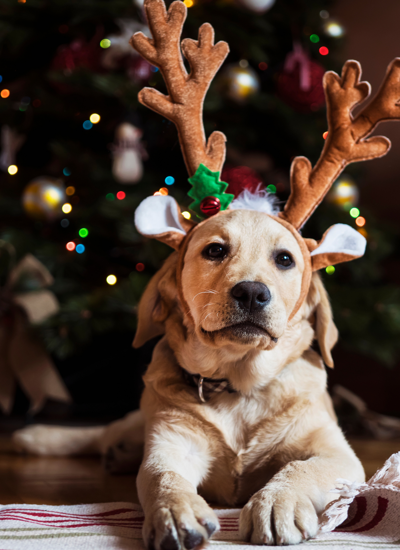 Festive Pup in Reindeer Antlers – Paint by Numbers Kit