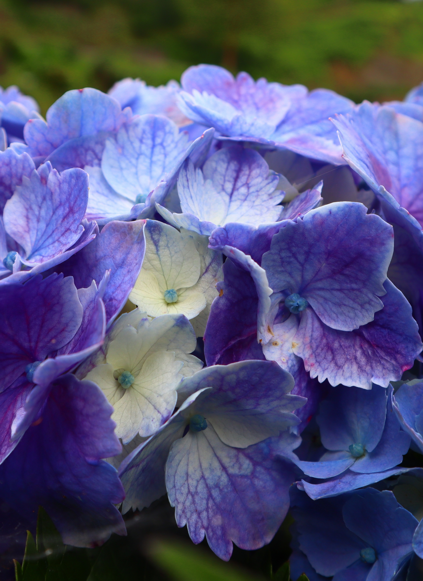 Blue and Purple Bloom Paint by Numbers Kit