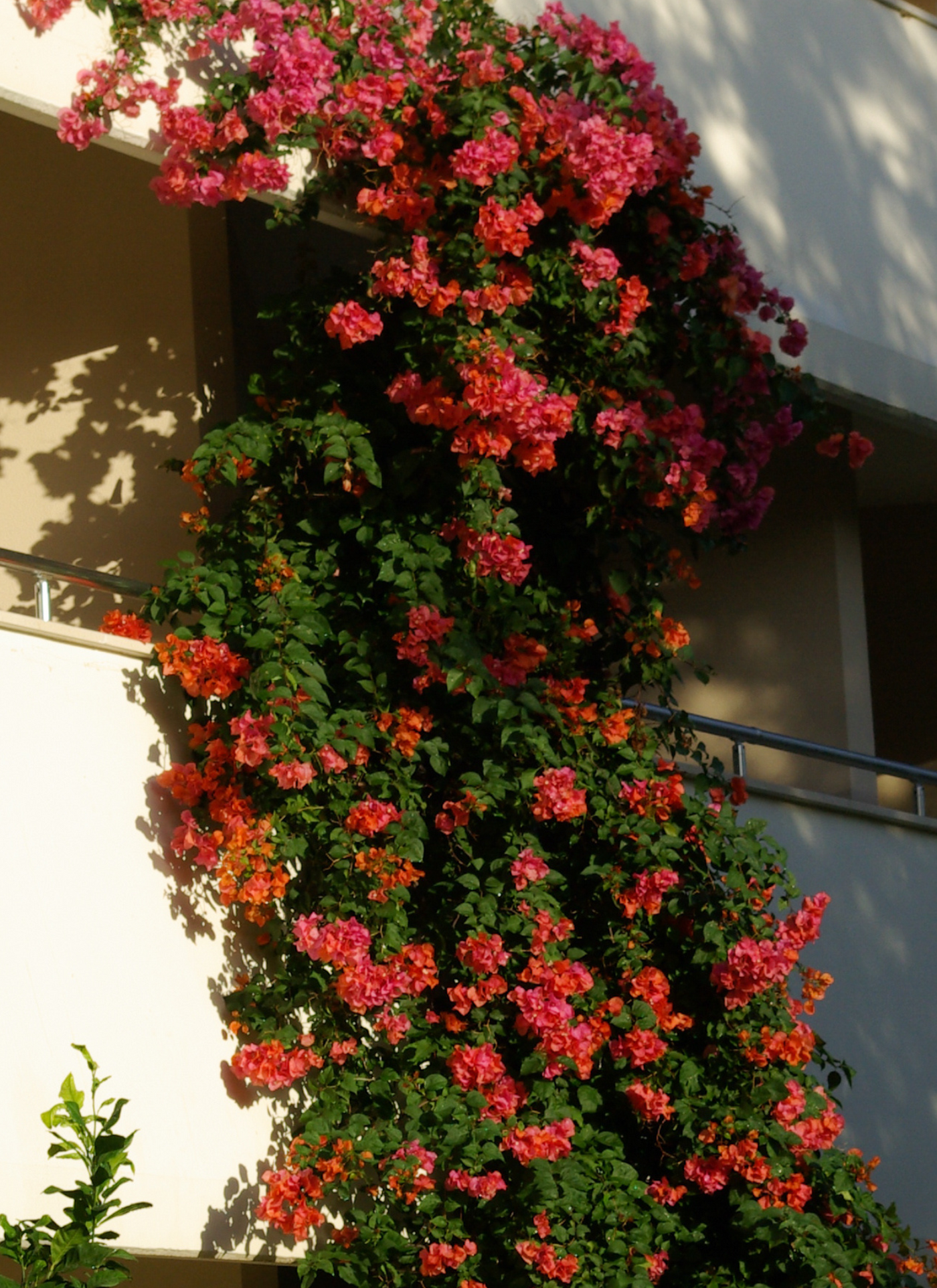 Blooming Beauty Bougainvillea Paint by Numbers Kit