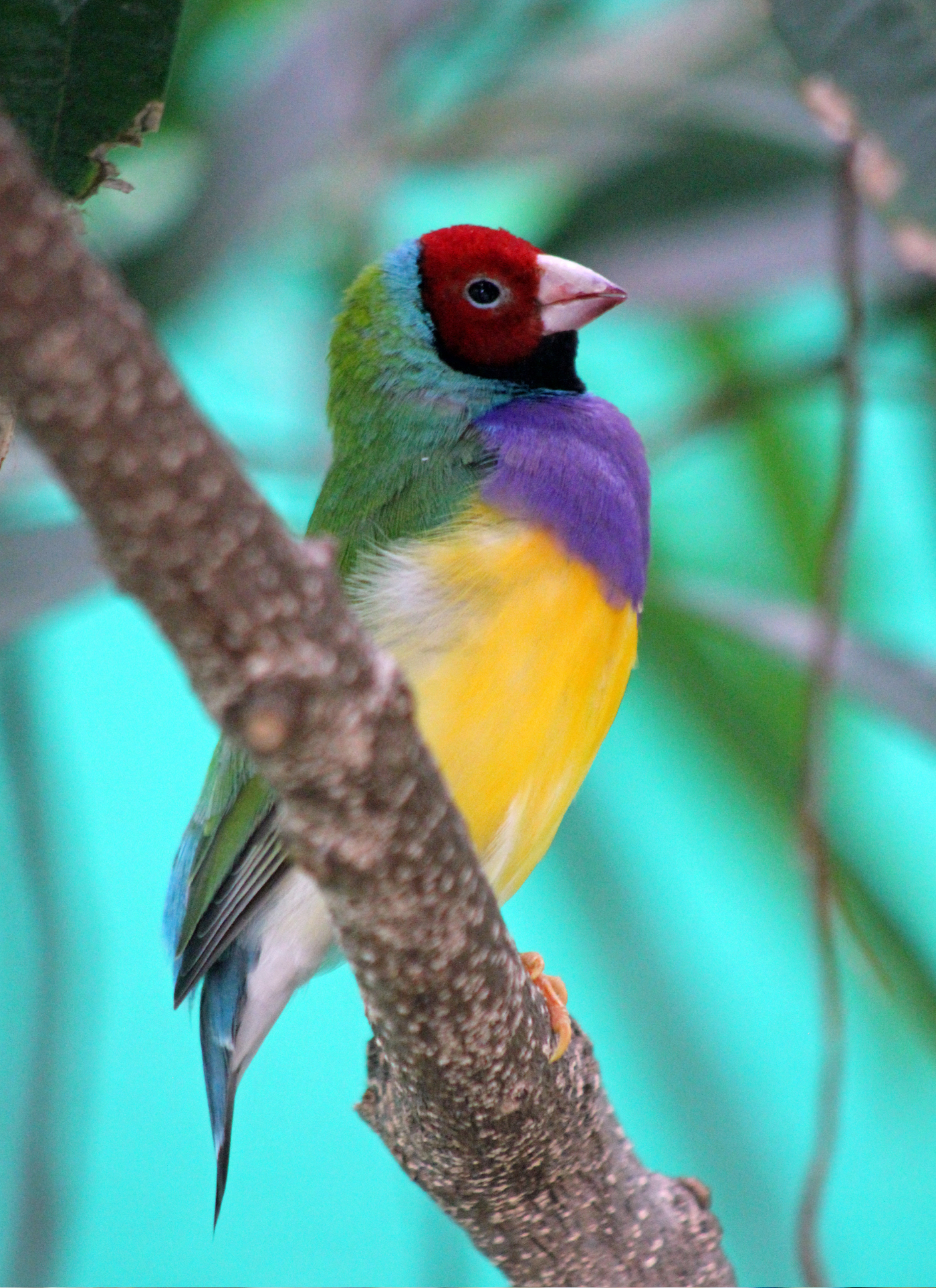 Rainbow Finch Perch – Paint by Numbers Kit
