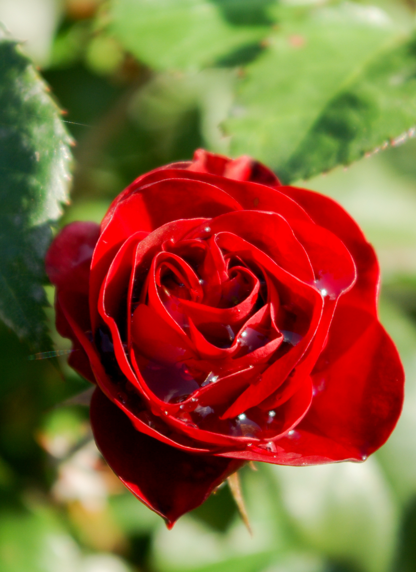 Red Rose Paint by Numbers Kit