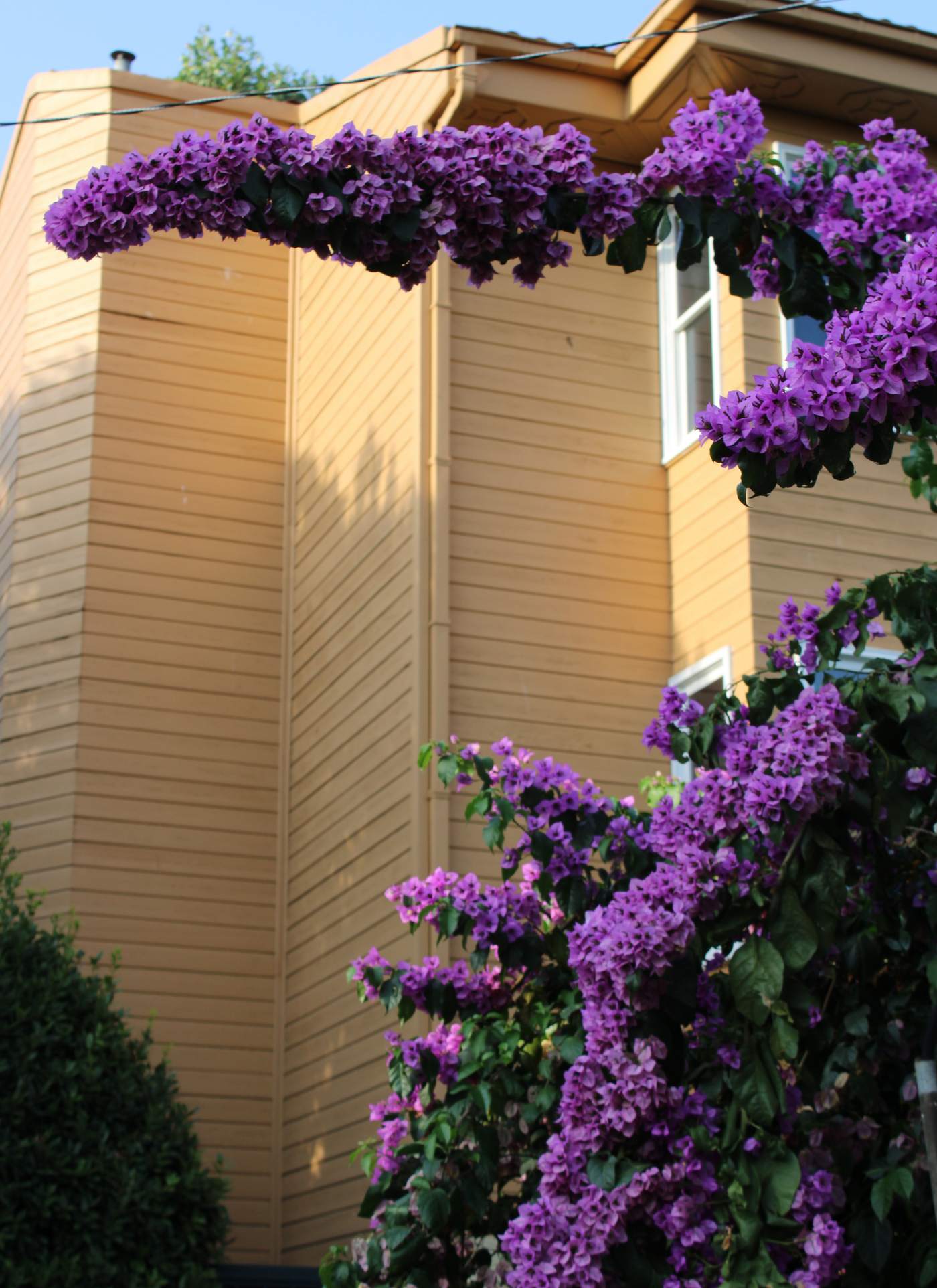 Violet Bougainvillea in Bloom – Paint by Numbers Kit