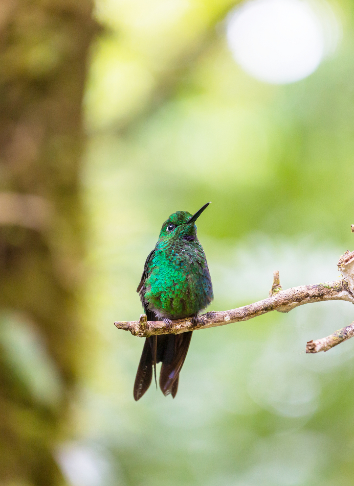 Emerald Hummingbird - Paint by Numbers Kit