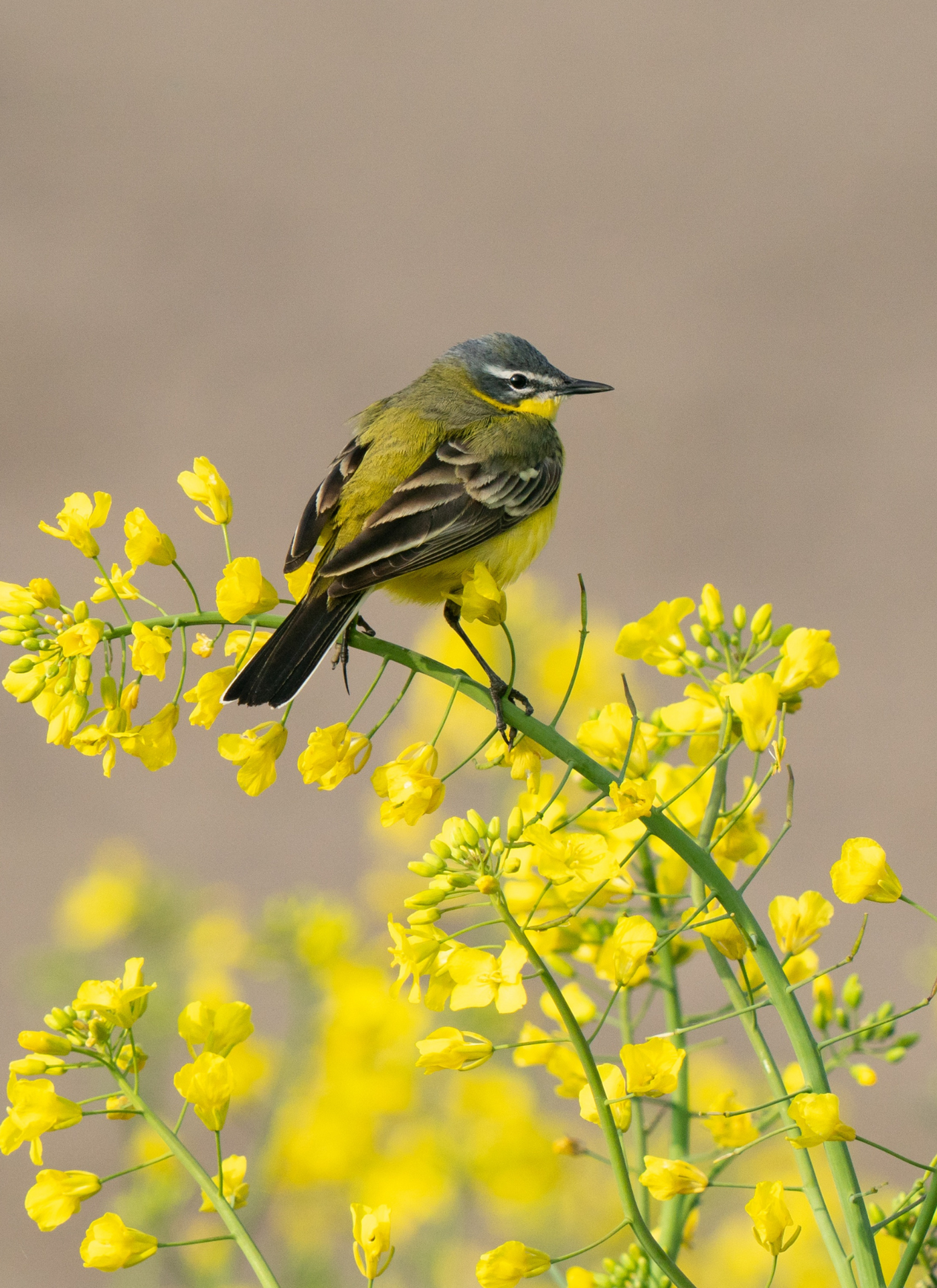 Yellow Wagtail on Bloom - Paint by Numbers Kit
