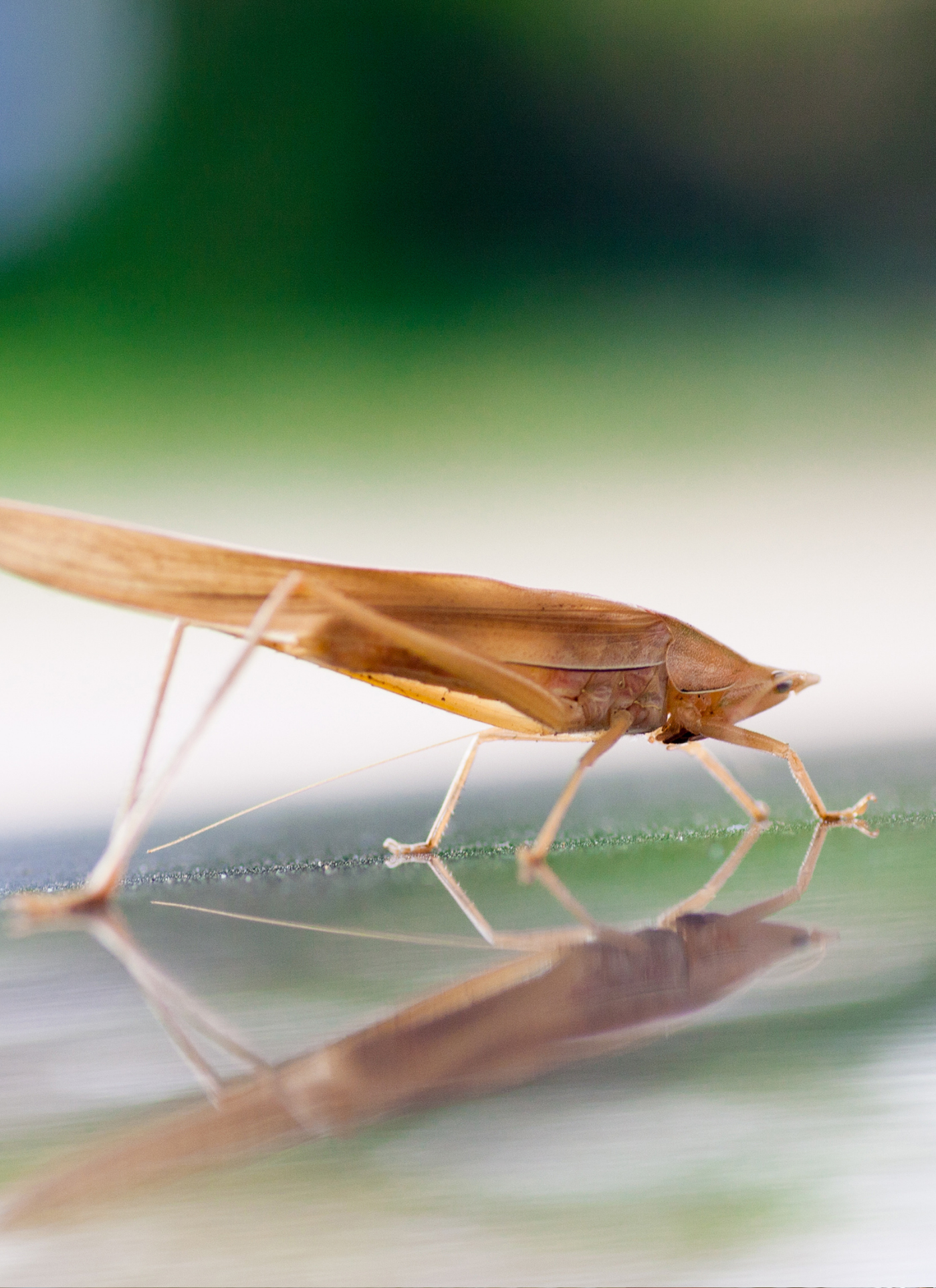 Leaf Katydid Close-Up – Paint by Numbers Kit