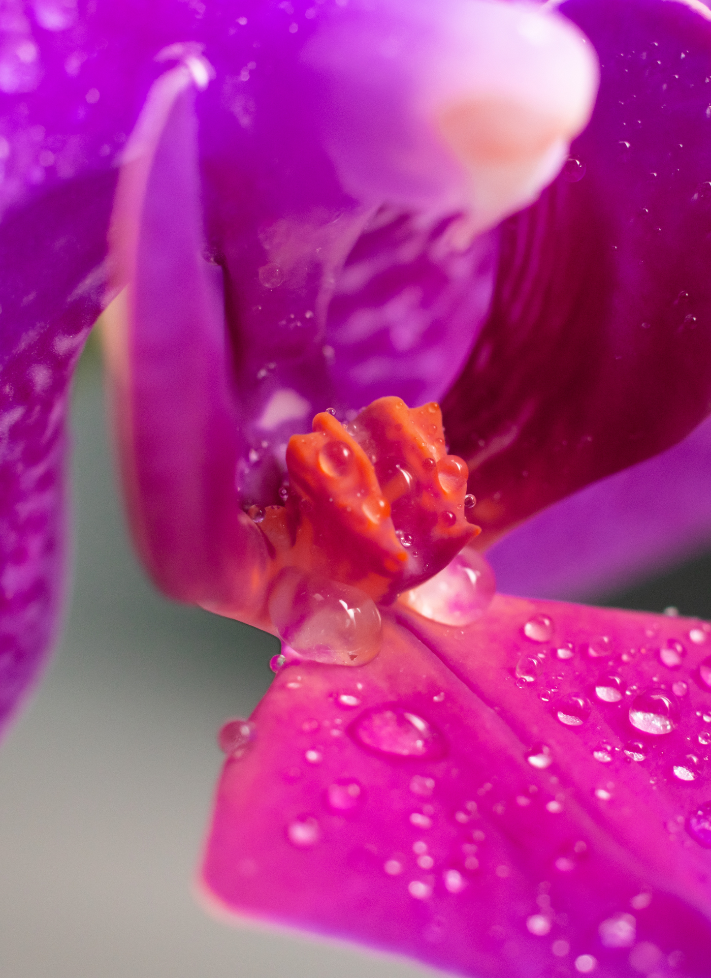 Dew-Kissed Orchid – Paint by Numbers Kit