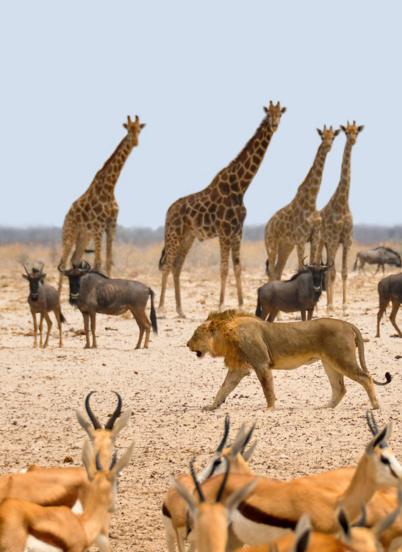 Majestic Lion with Giraffes and Antelopes – Paint by Numbers Kit