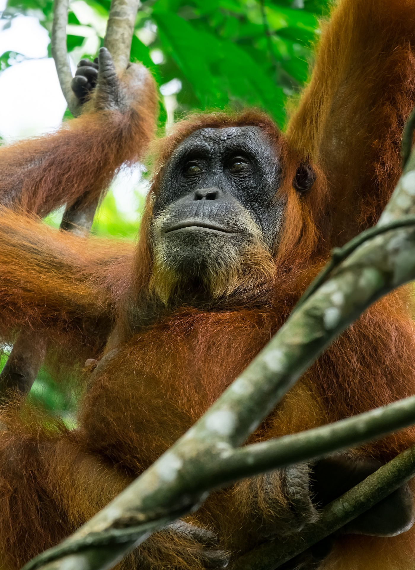 Majestic Orangutan in the Canopy – Paint by Numbers Kit