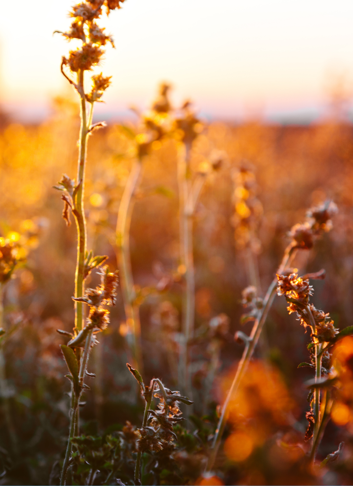Golden Wildflowers at Dusk – Paint by Numbers Kit