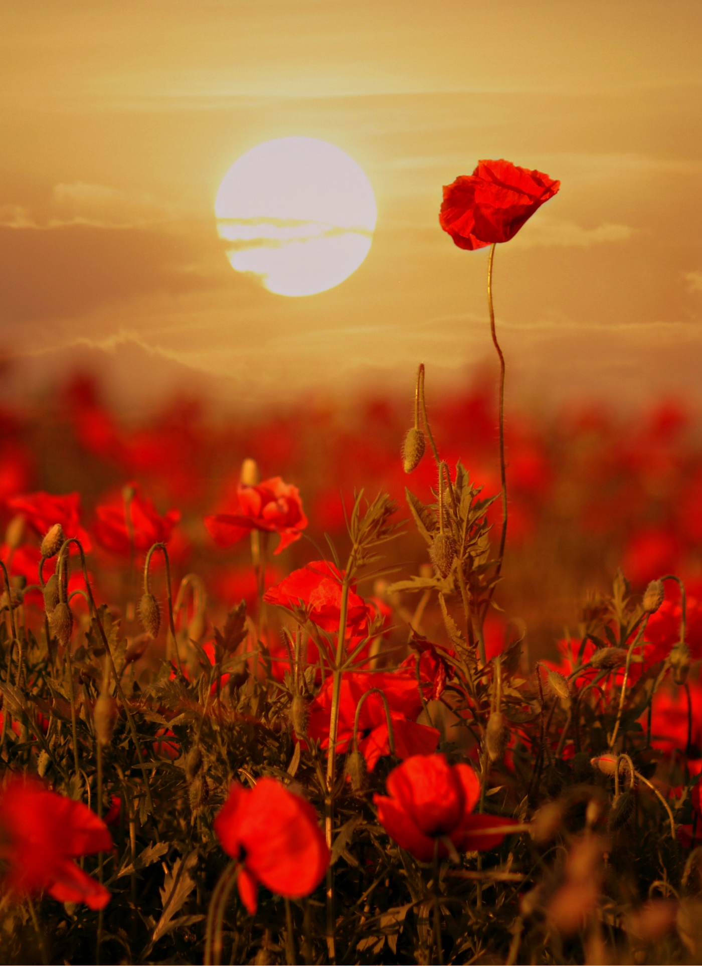 Golden Poppy Sunset – Paint by Numbers