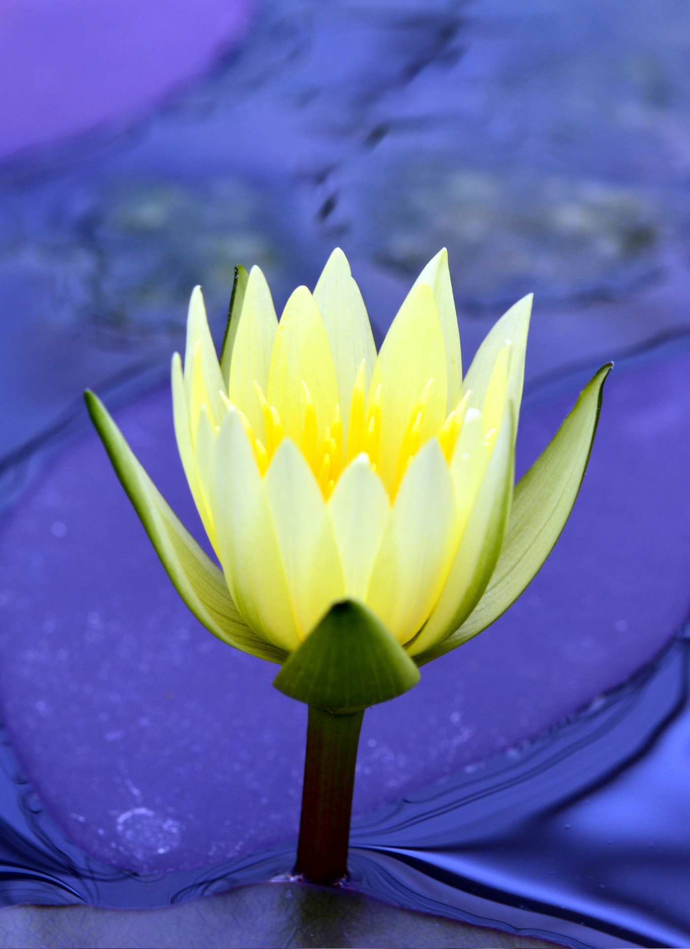 Golden Water Lily – Paint by Numbers Kit