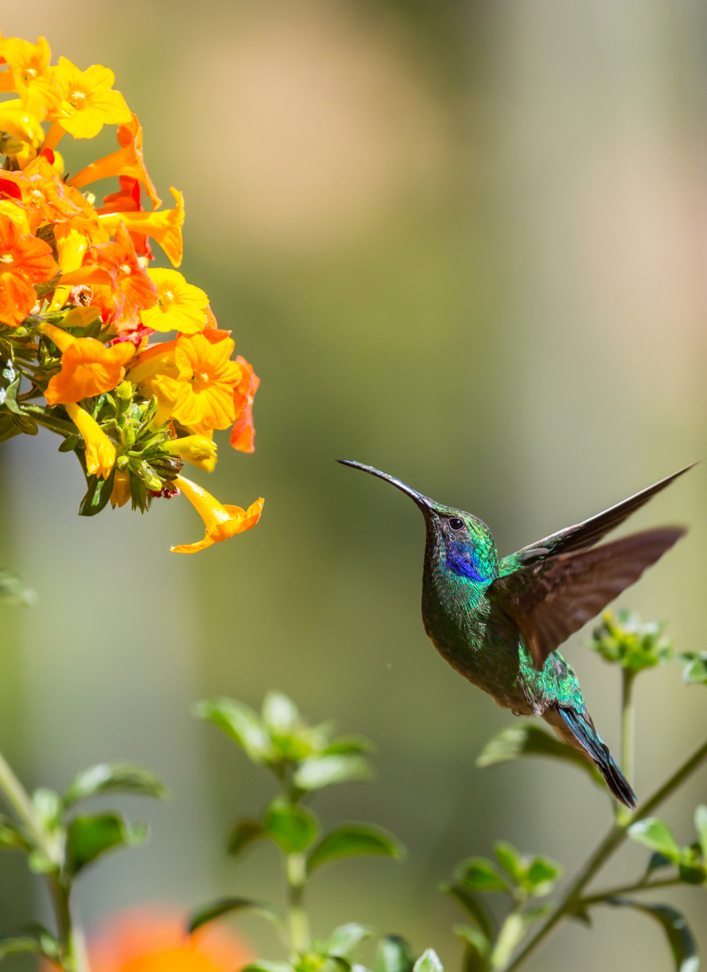 Hummingbird in Flight - Paint by Numbers