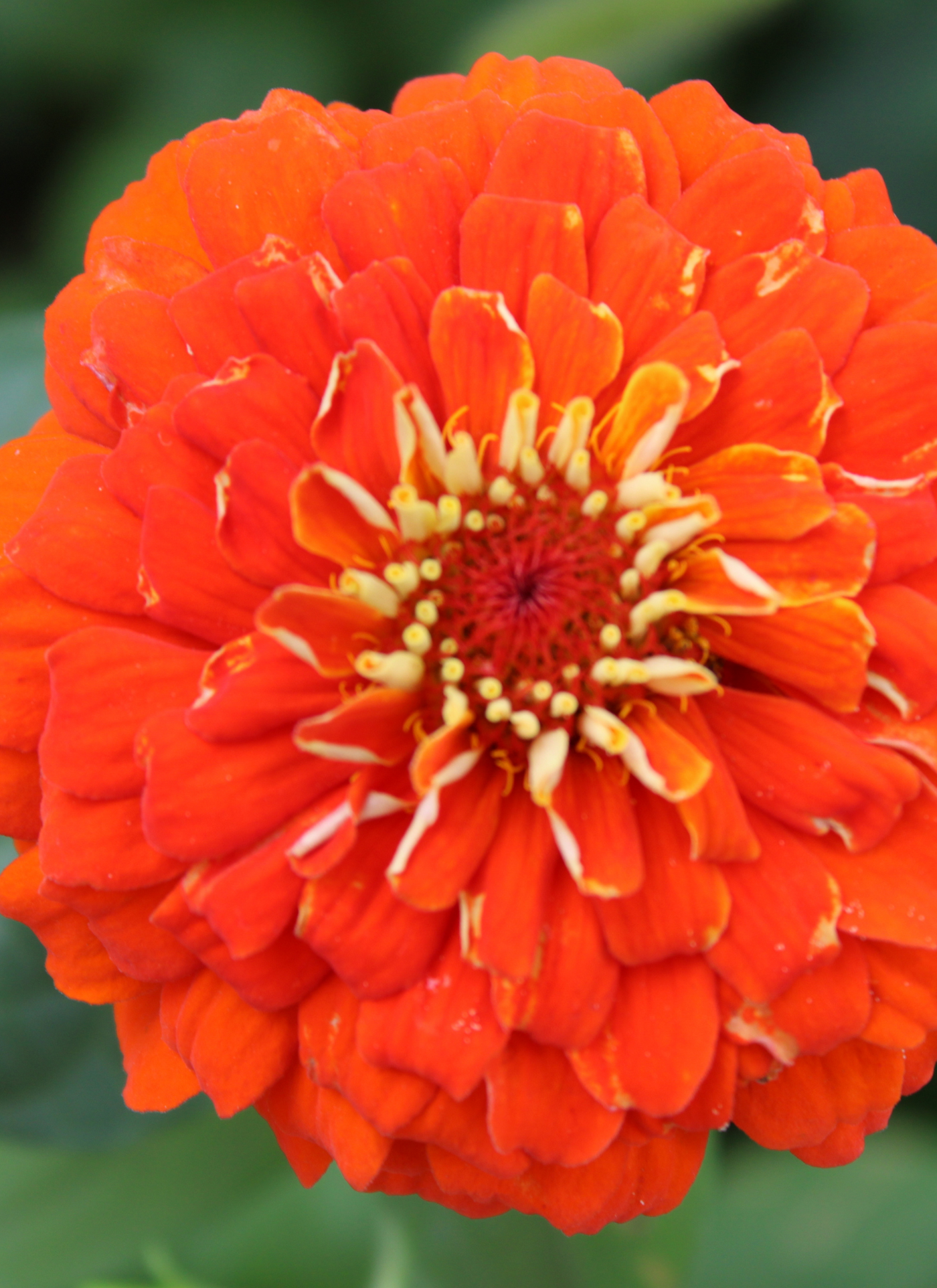 Bold Petals Paint by Numbers Kit