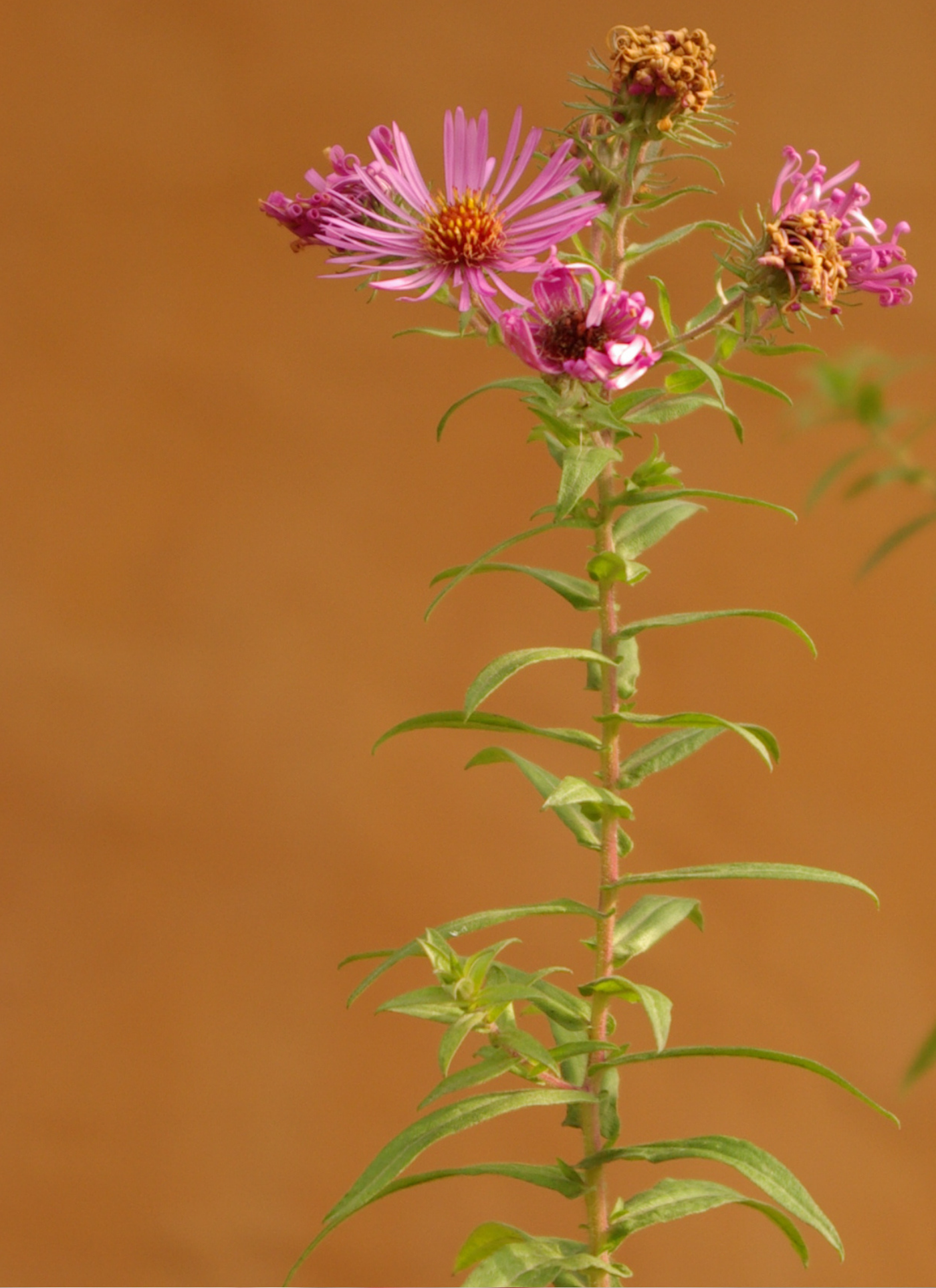 Wild Pink Aster – Paint by Numbers Kit