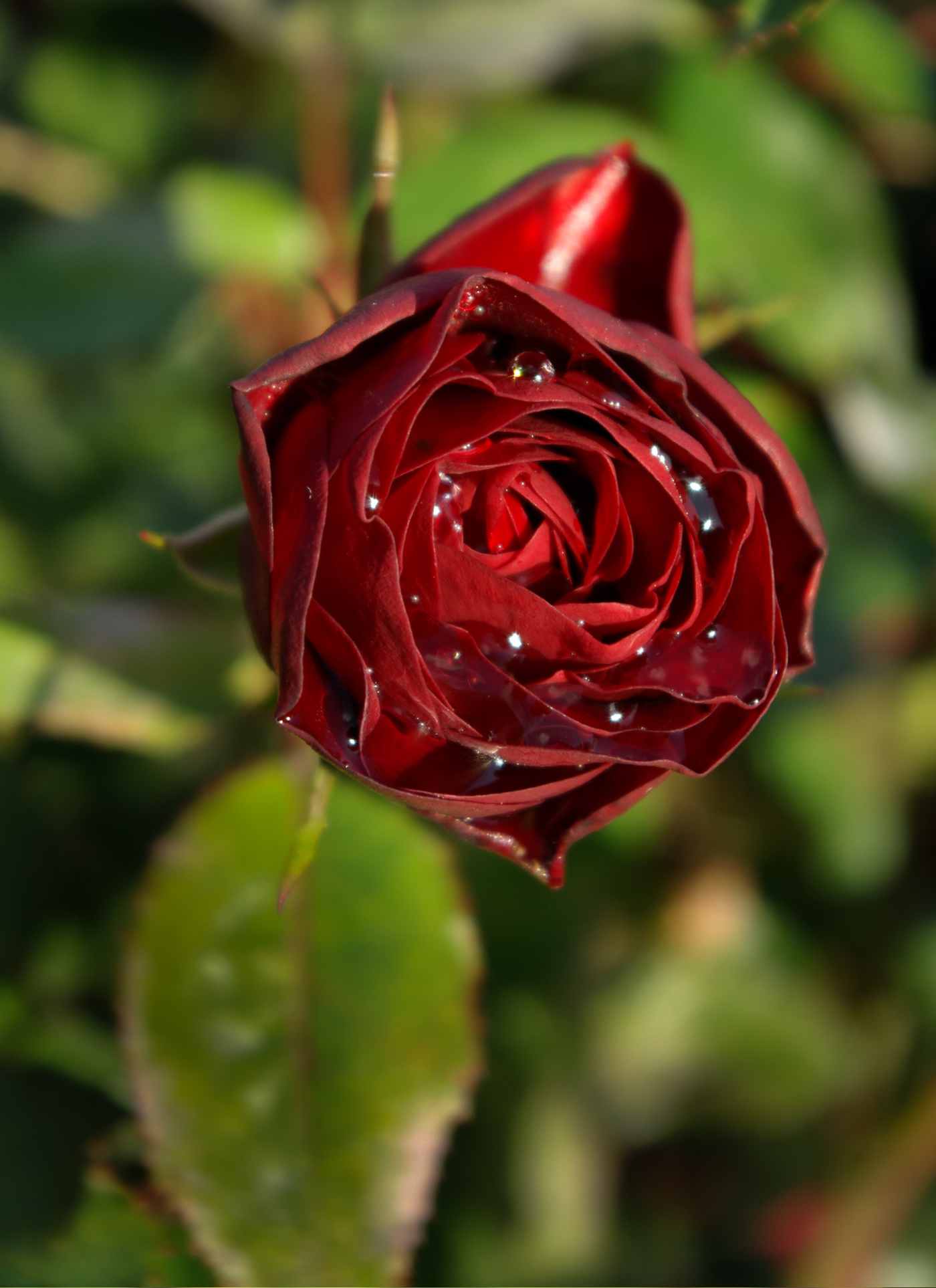 Crimson Elegance – Dew-Kissed Rose Paint by Numbers Kit