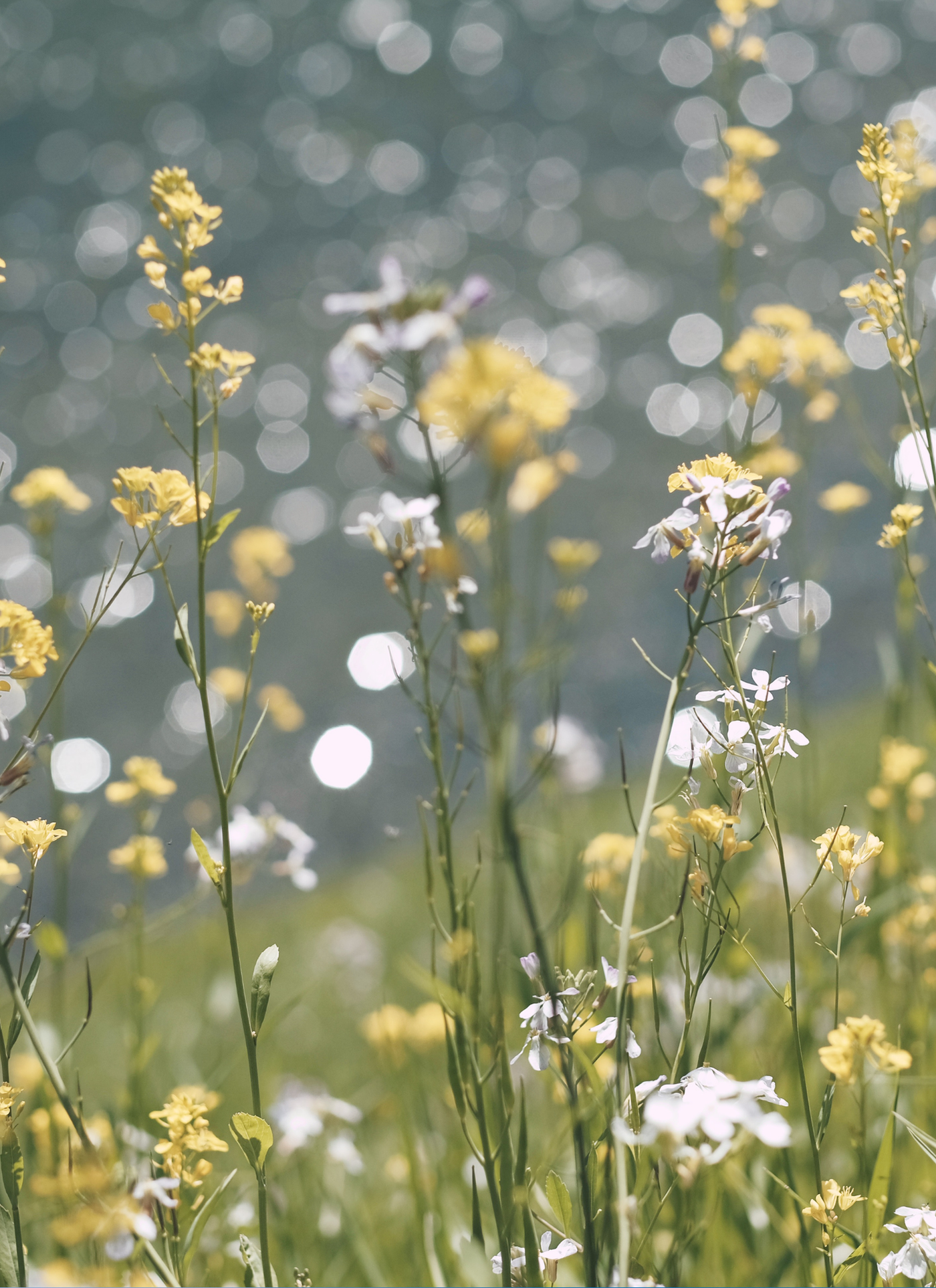 Wildflower Breeze by the Water – Paint by Numbers Kit