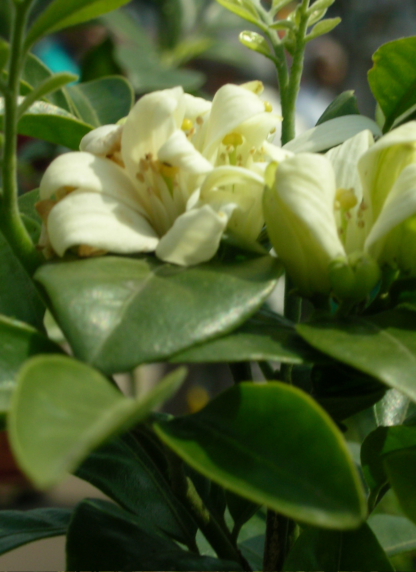 Cream Garden Blossoms – Paint by Numbers Kit