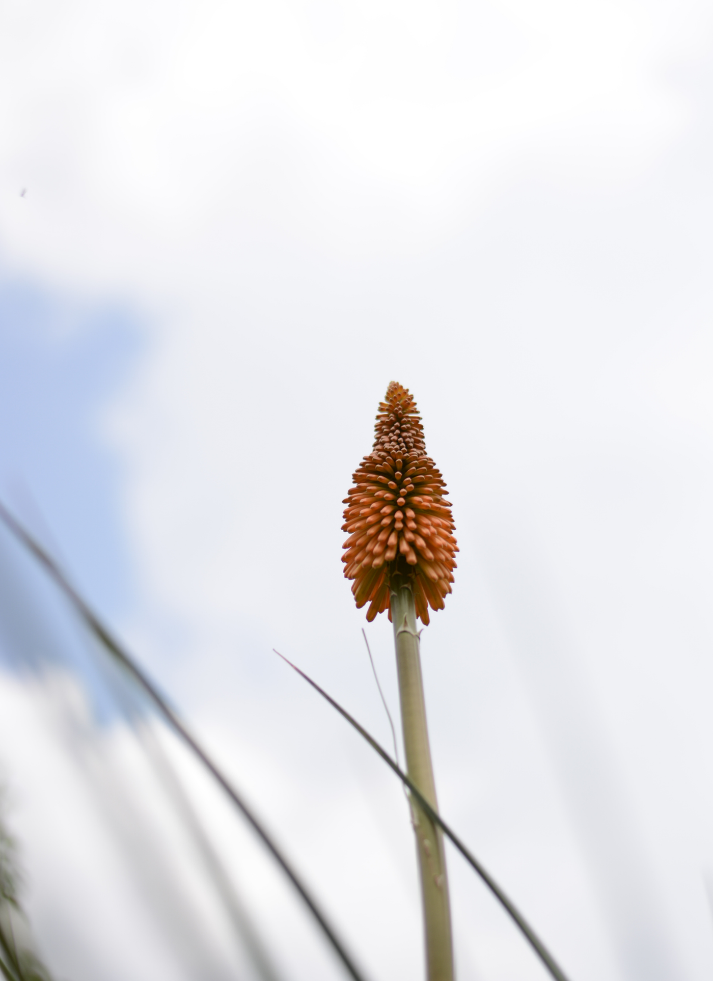 Torch Lily Against the Sky – Paint by Numbers Kit
