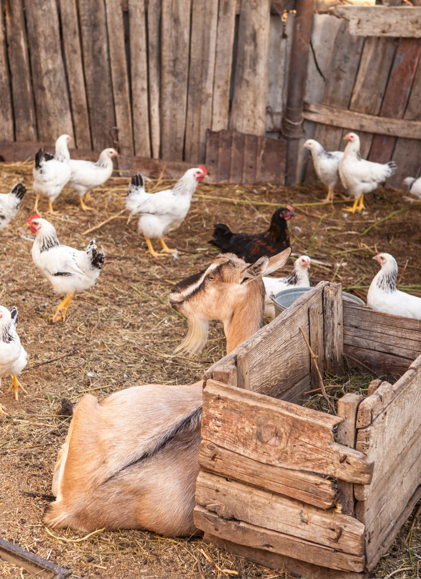 Morning on the Farm – Paint by Numbers