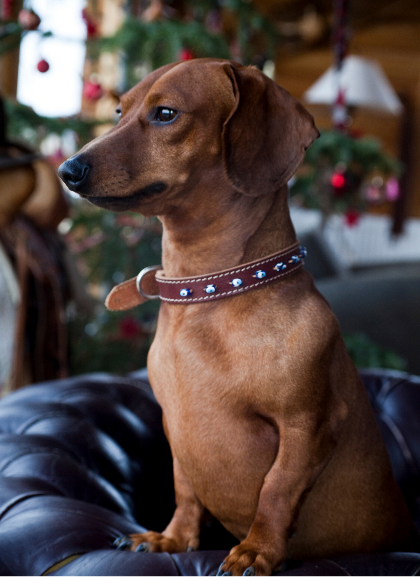 Dachshund in Holiday Charm – Paint by Numbers