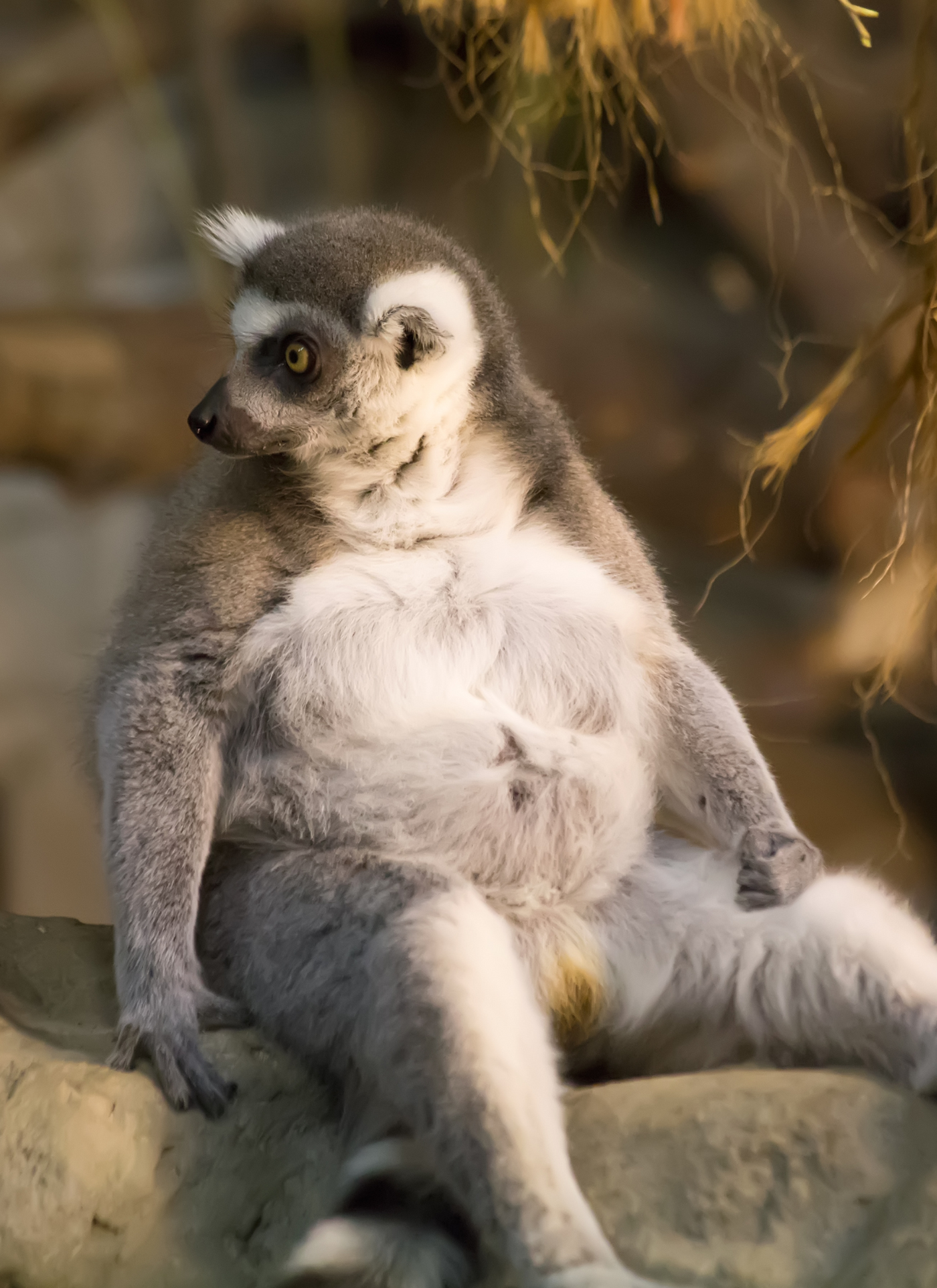 Lazy Lemur in the Wild – Premium Paint by Numbers Kit