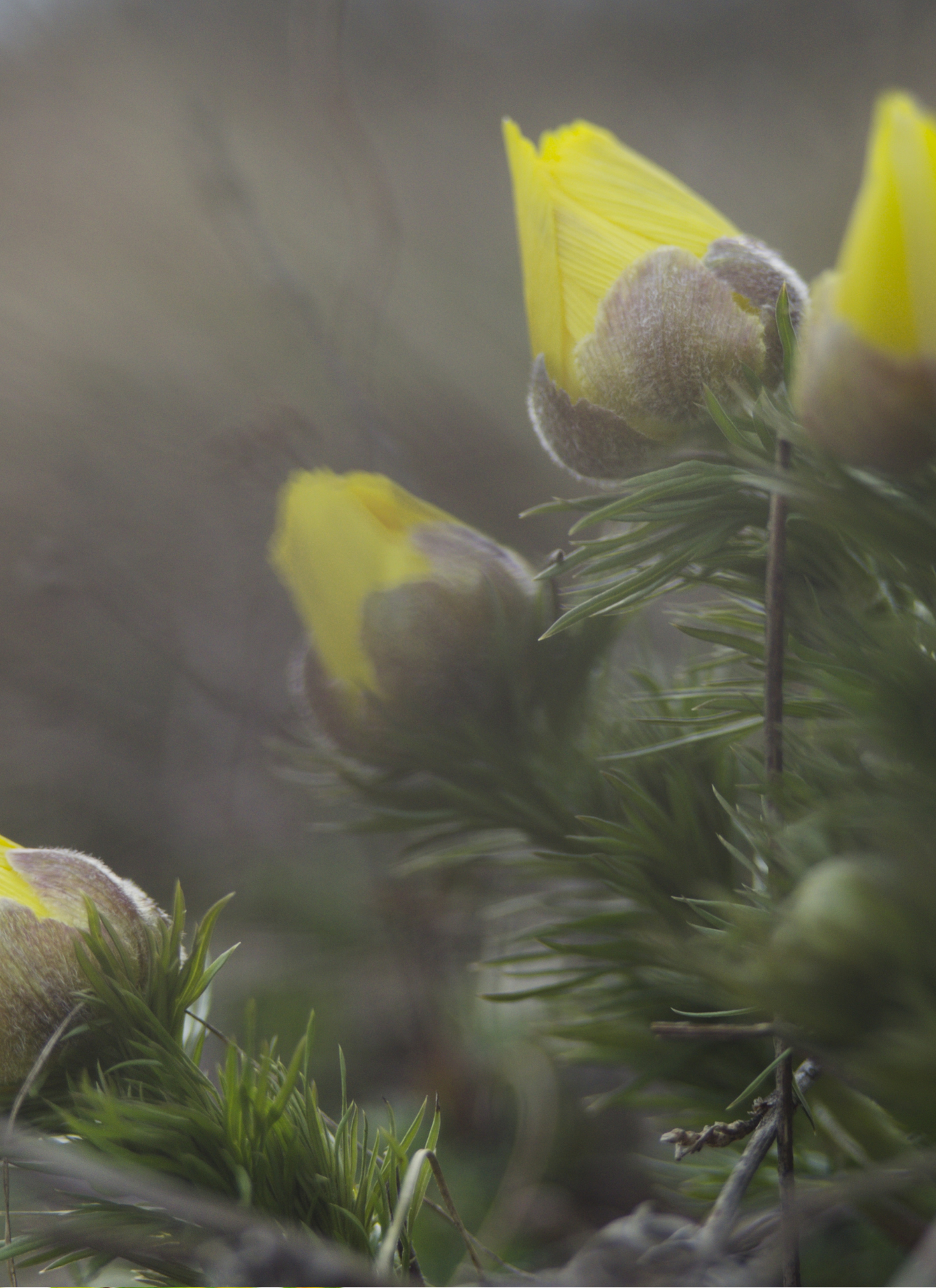 Golden Spring Buds - Paint by Numbers Kit