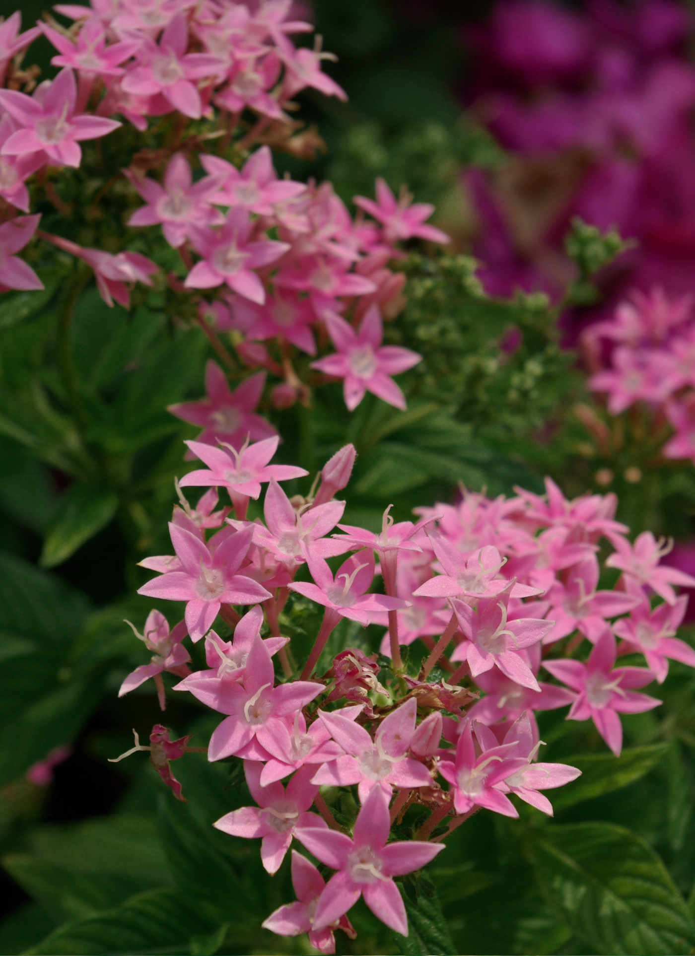 Blush Starflowers in Bloom – Paint by Numbers Kit