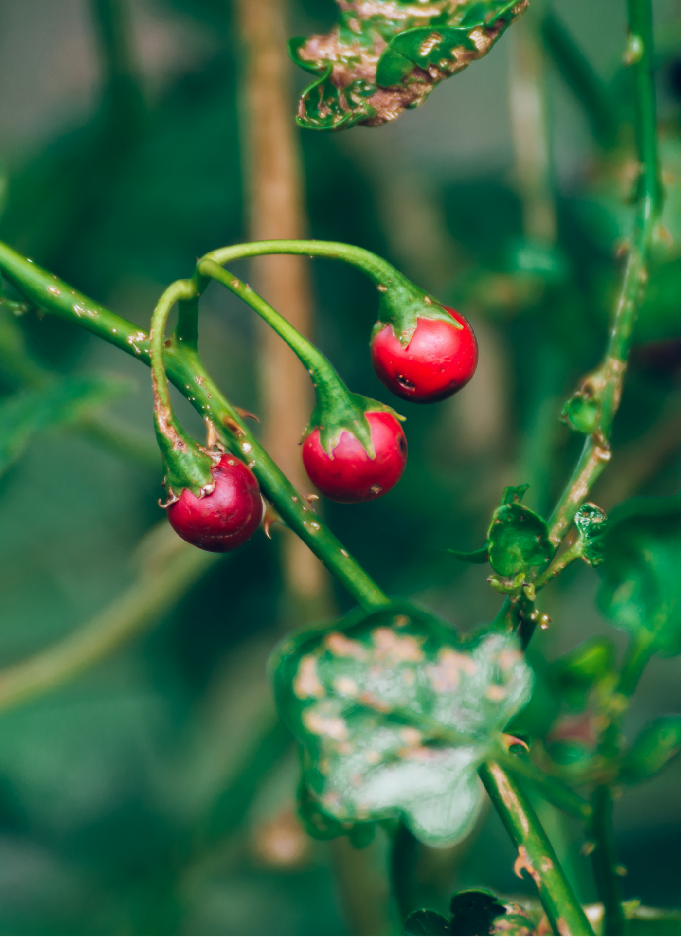 Crimson Wild Berries in the Garden – Paint by Numbers Kit