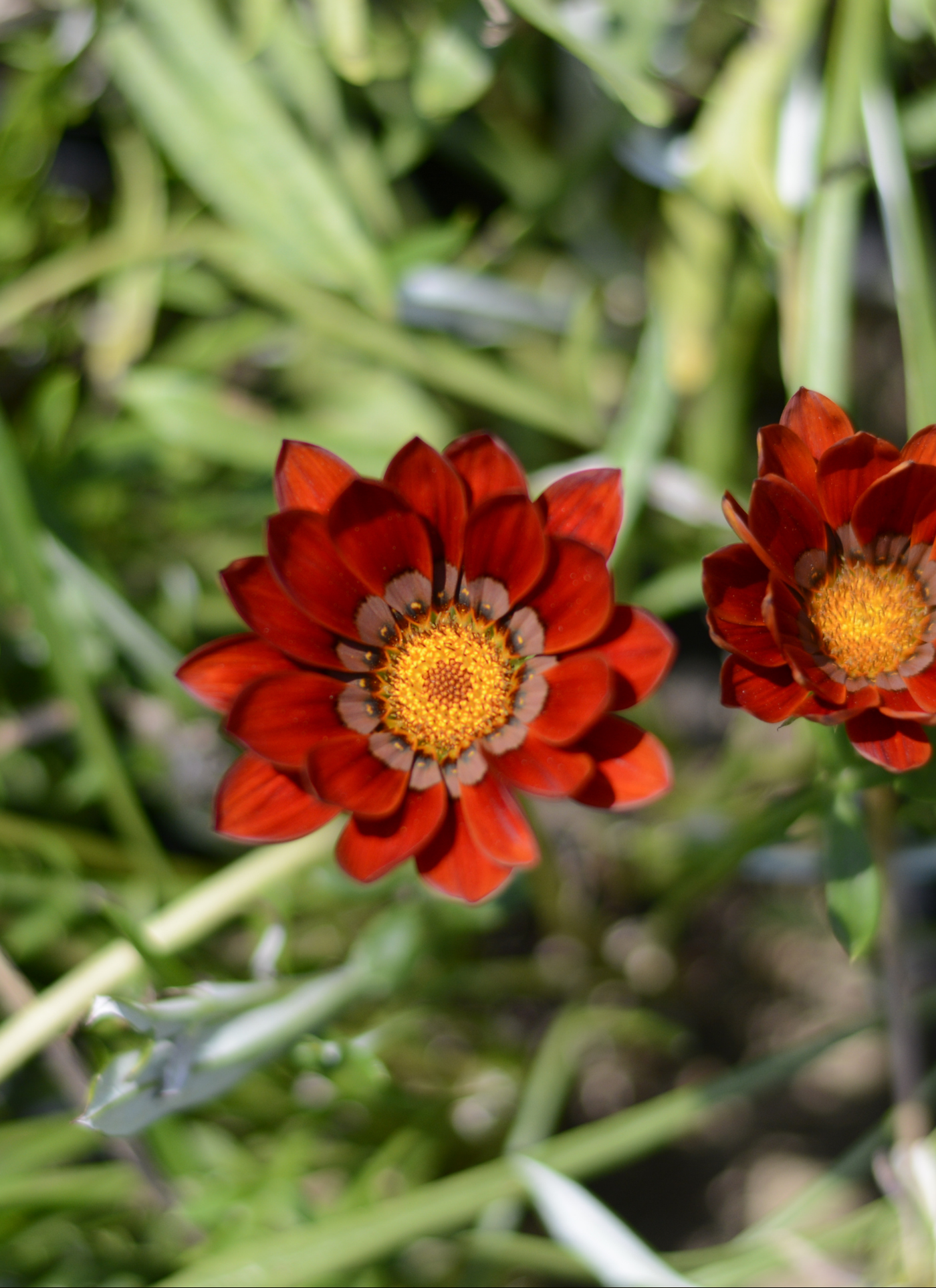 Scarlet Sunburst Bloom – Paint by Numbers Kit