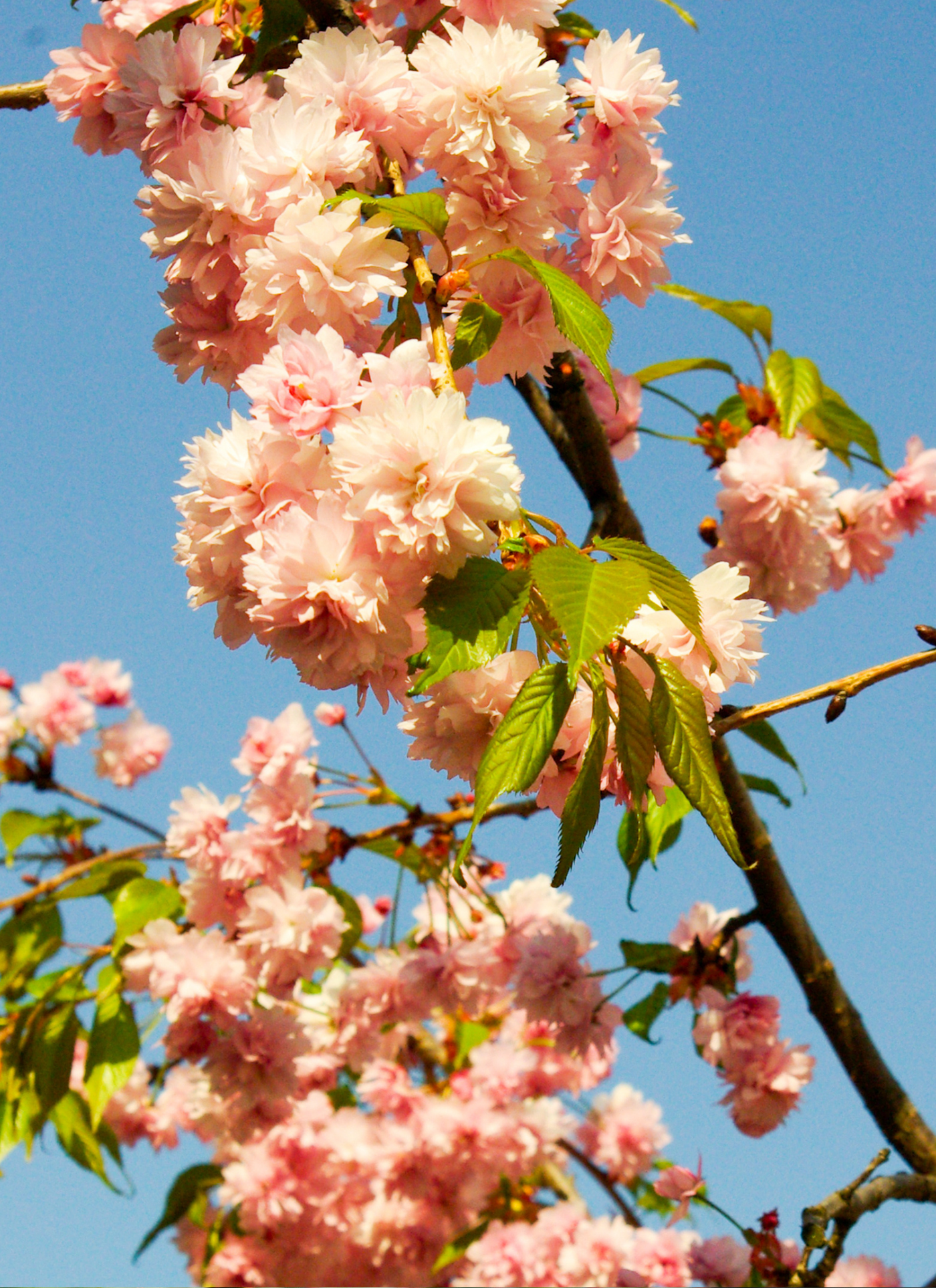 Pink Cherry Bloom – Paint by Numbers Kit