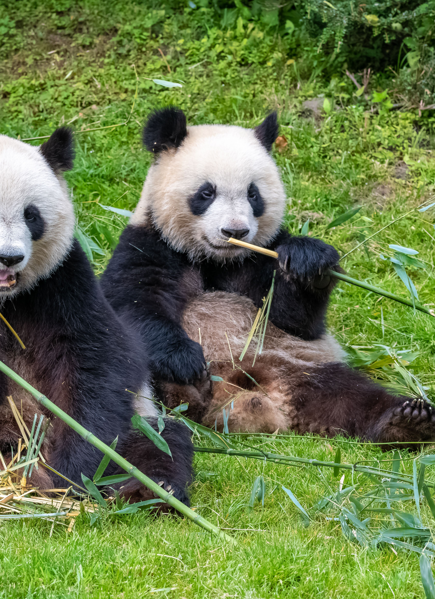 Playful Pandas – Paint by Numbers Kit