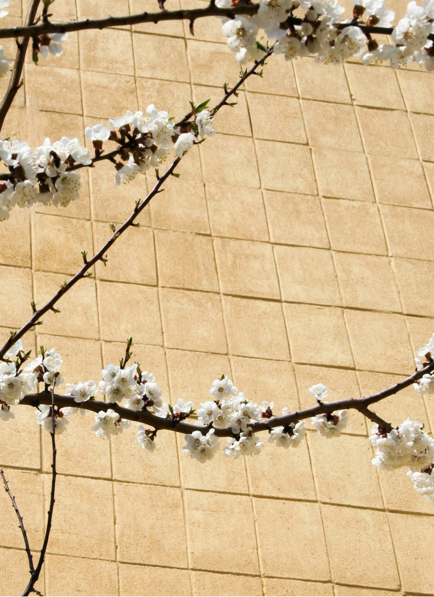 Cherry Blossom Harmony – Paint by Numbers Kit