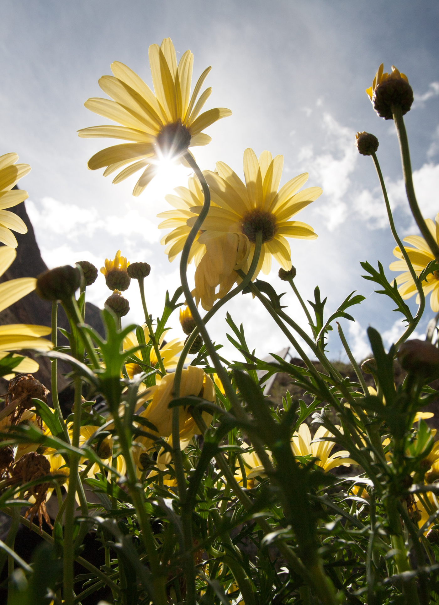 Golden Daisies in the Sun – Paint by Numbers Kit