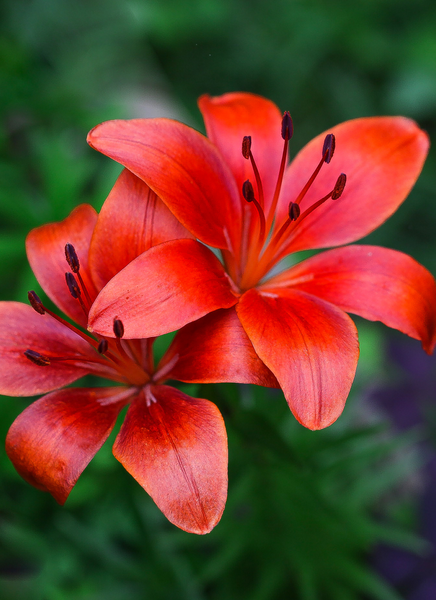 Vibrant Orange Lilies Paint by Numbers Kit