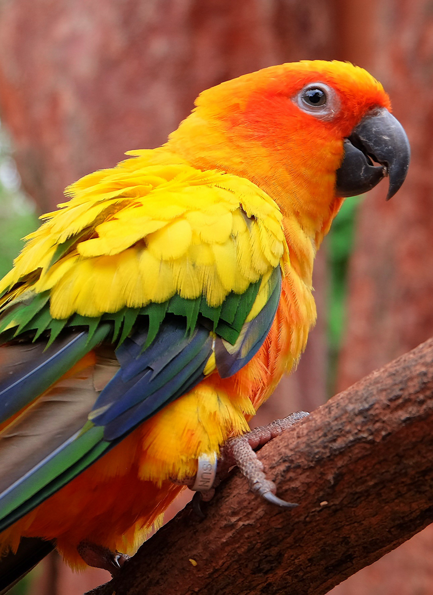 Colorful Parrot Beauty Paint by Numbers