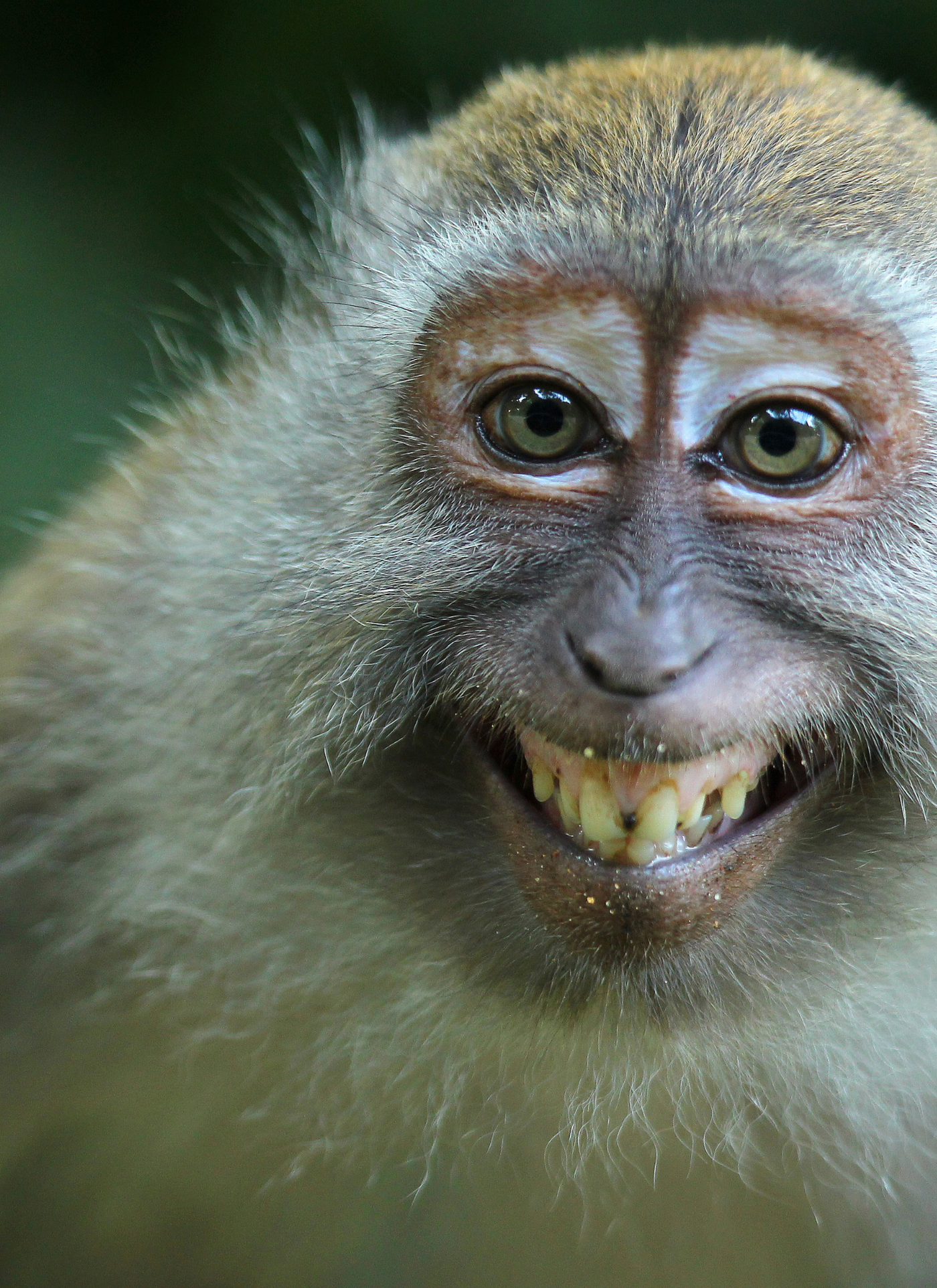 Playful Monkey Portrait Paint by Numbers